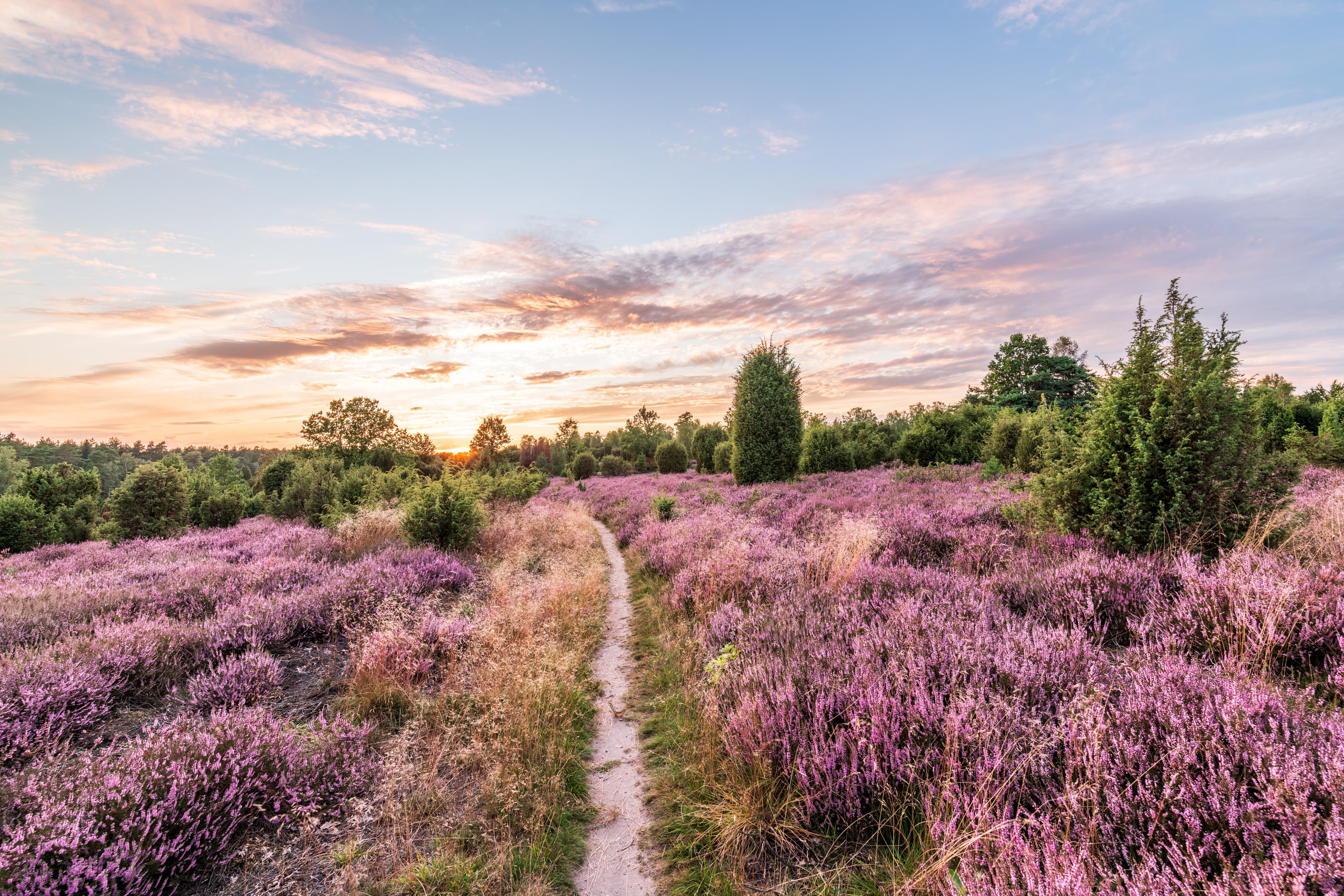 Bilder der Heideblüte