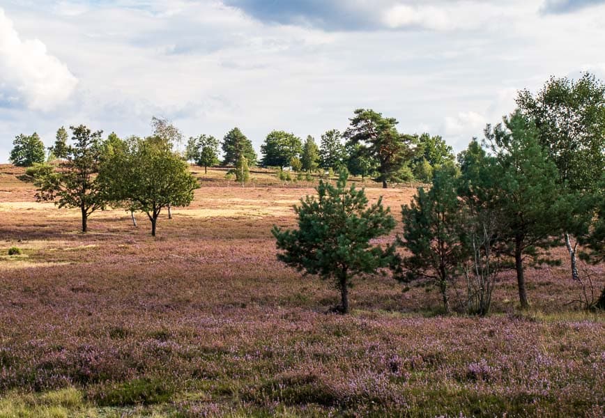 Ruhige Heideflächen abseits des Trubels