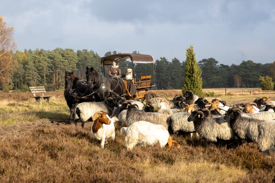 Kutschfahrt durch die Lüneburger Heide mit Britta Alpers, vorbei an Heidschnucken