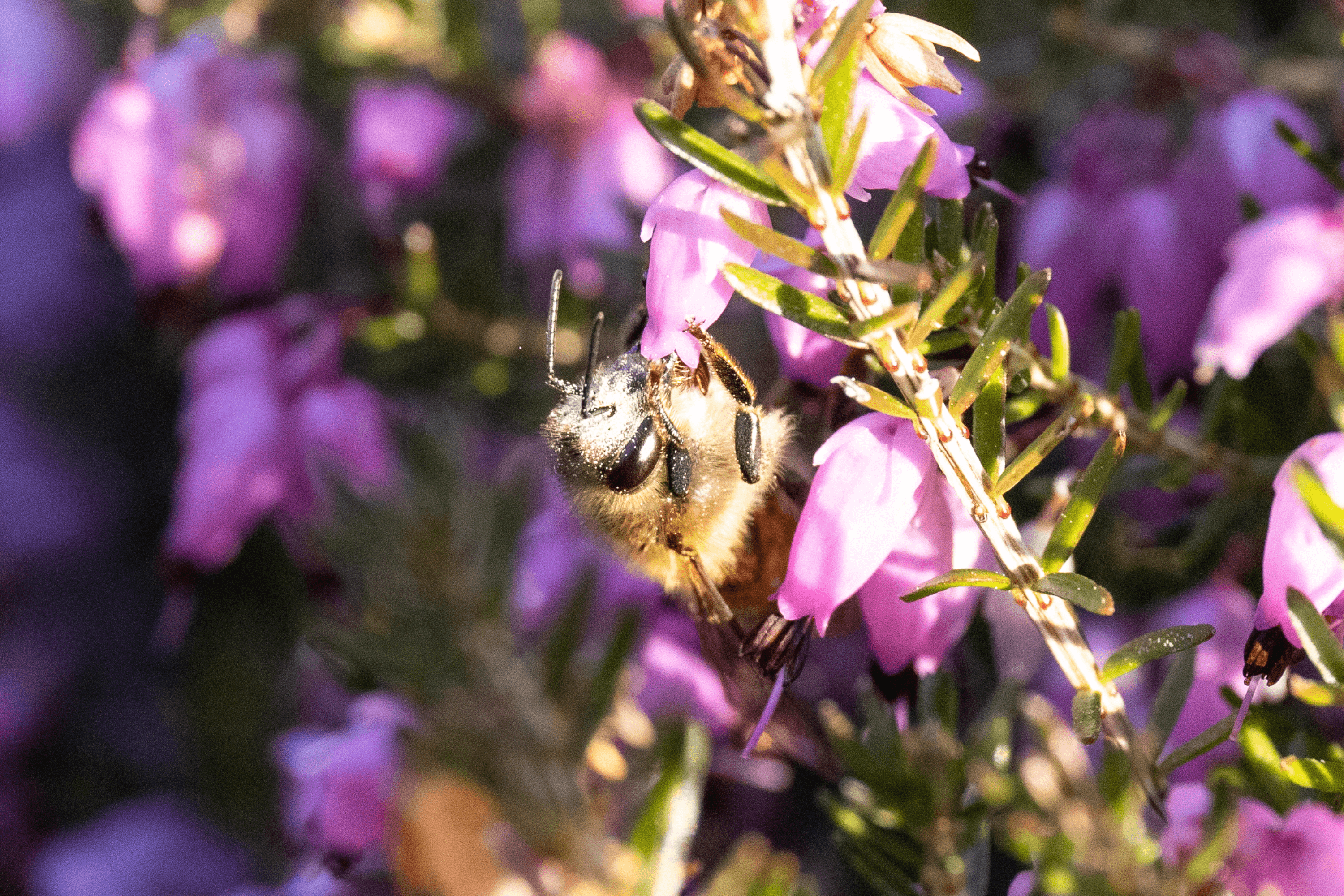 Eine Biene sammelt Nektar im Heidegarten Schneverdingen