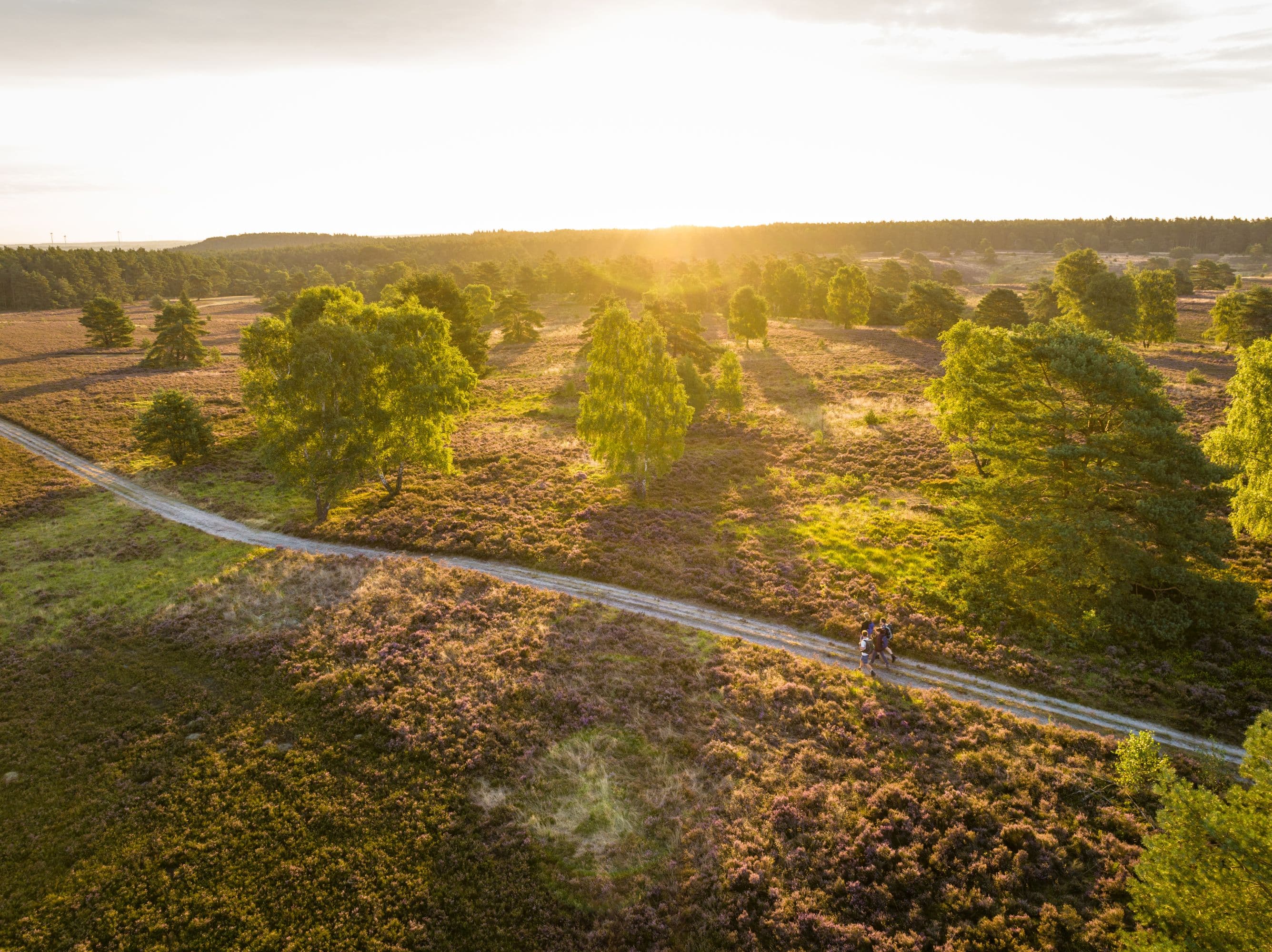 Töps Heide Hanstedt Sonnenuntergang Heideblüte
