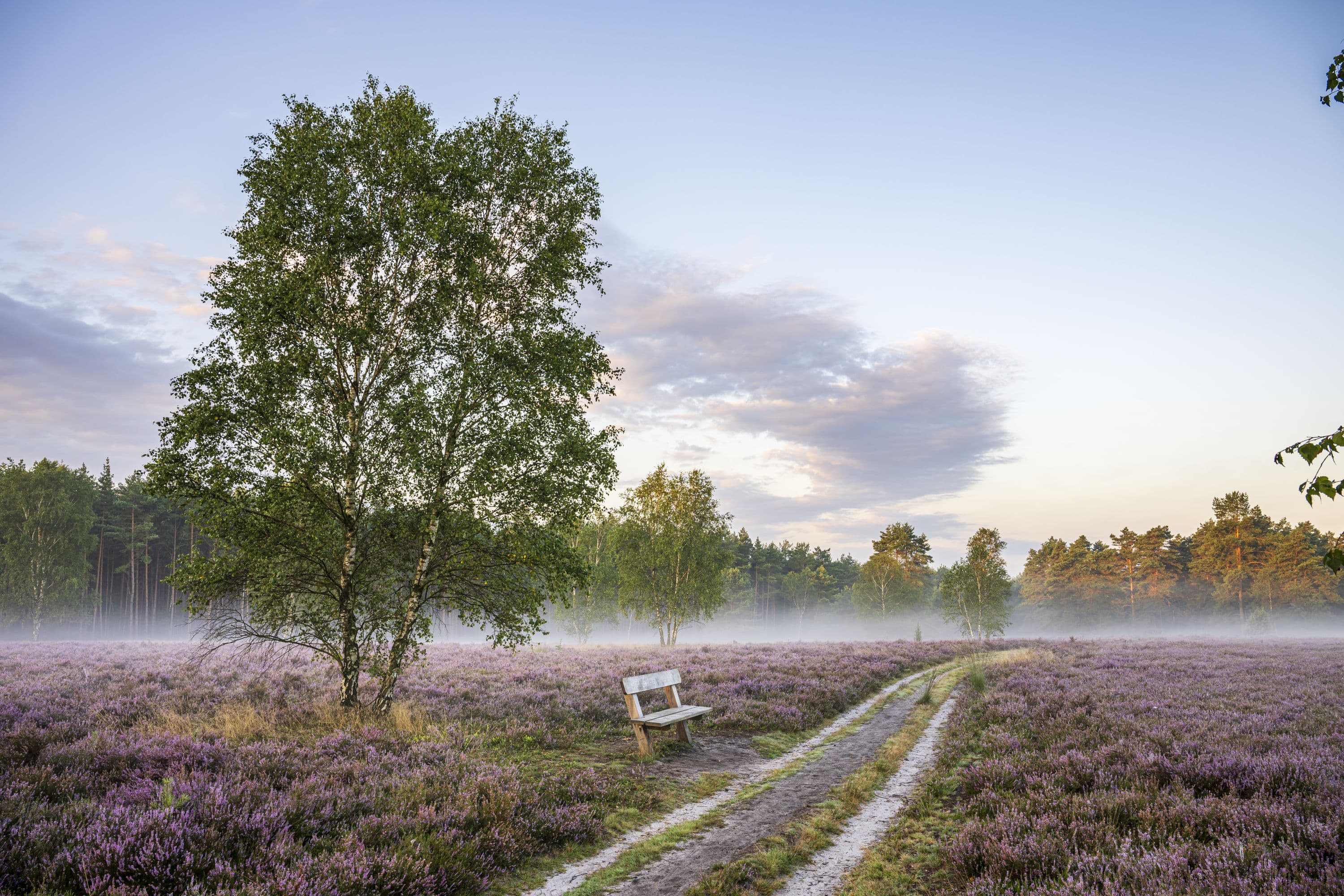 Das Tiefental im Sonnenaufgang im Frühnebel zur Heideblüte