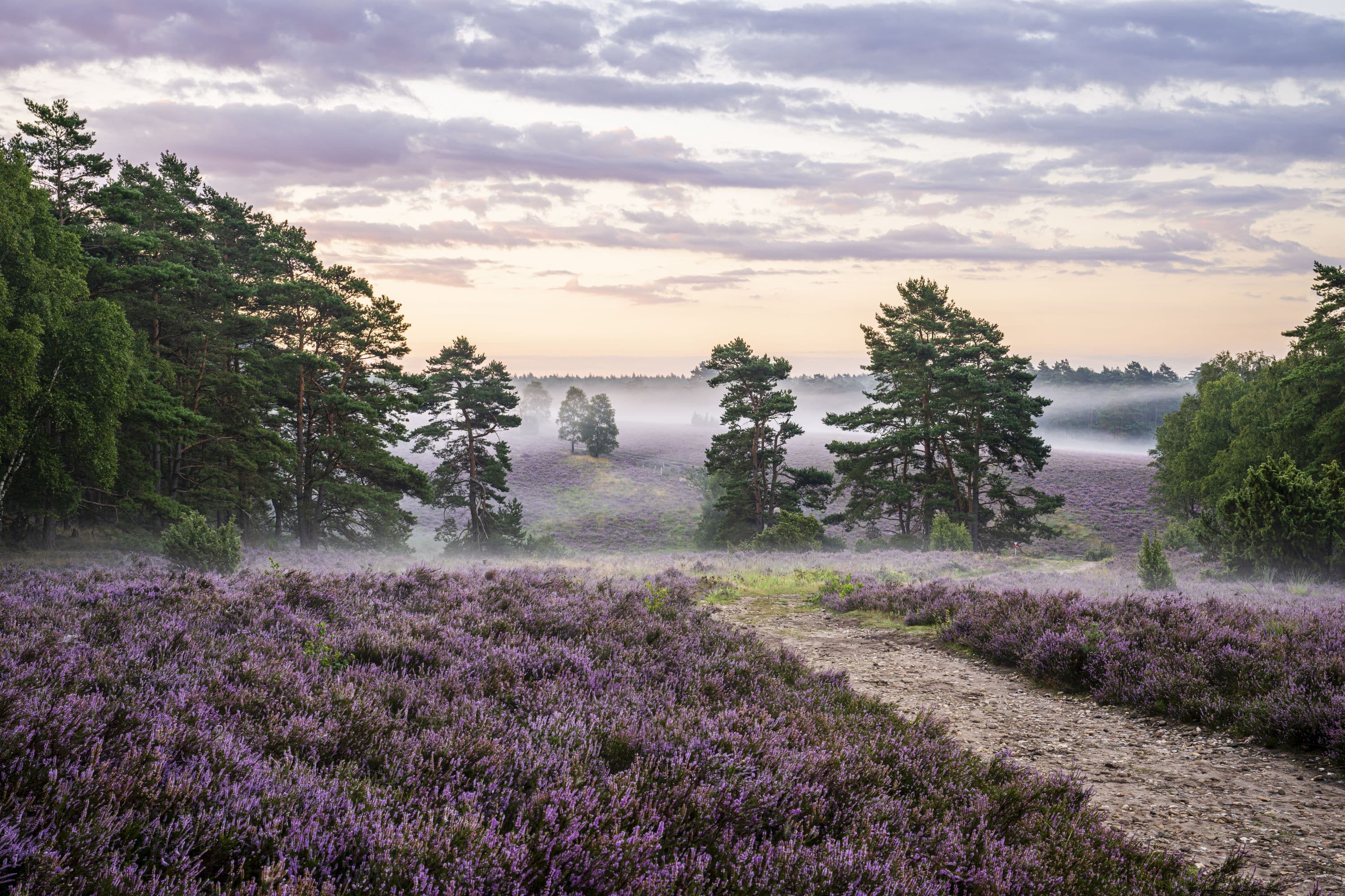 wunderbare heideblüte im tiefental bei hermannsburg
