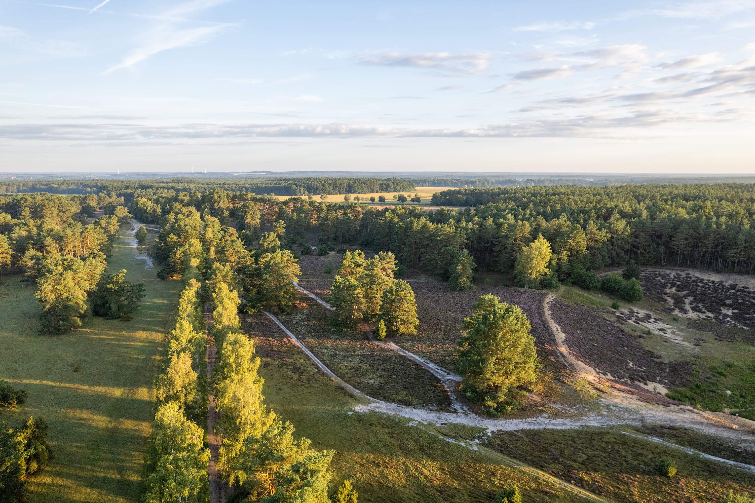 Blick auf die Misselhorner Heide zur Heideblüte