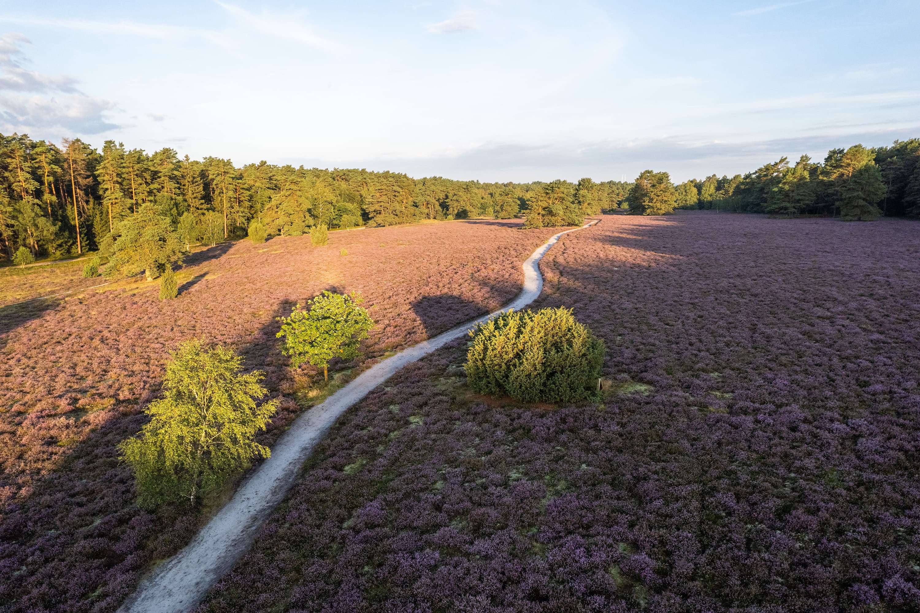 Wandern durch die blühende Misselhorner Heide