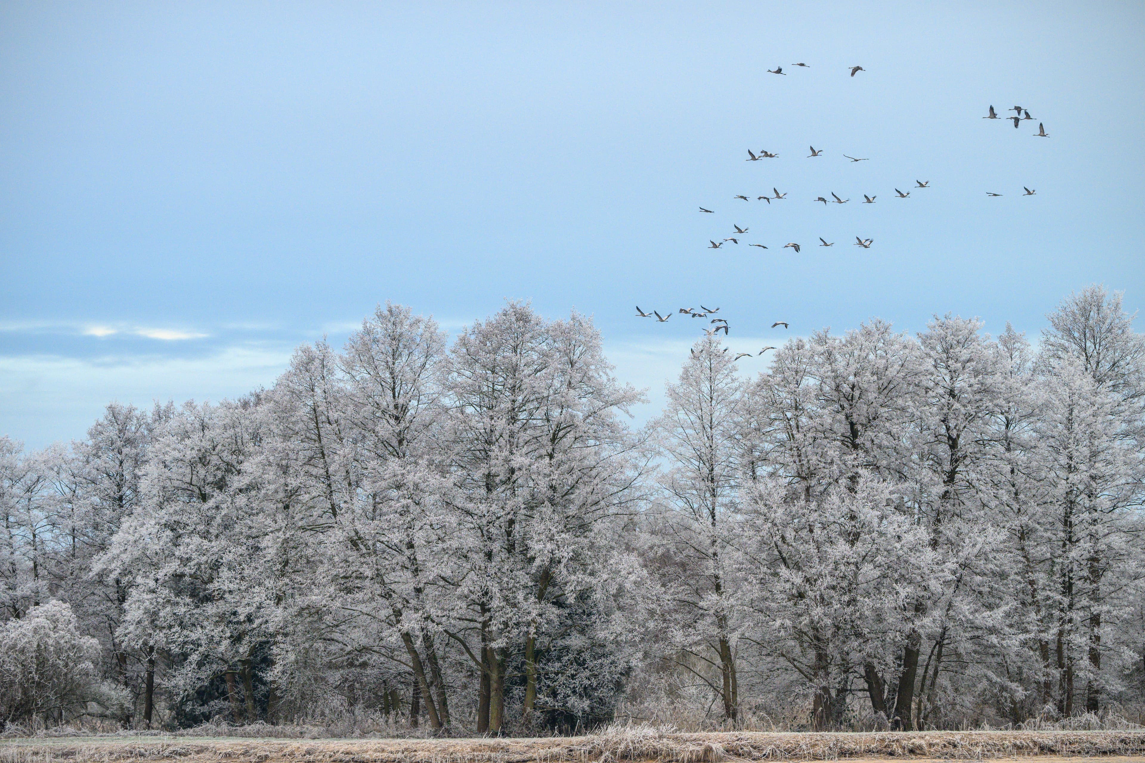 Vögel an den Meißendorfer Teichen im Winter