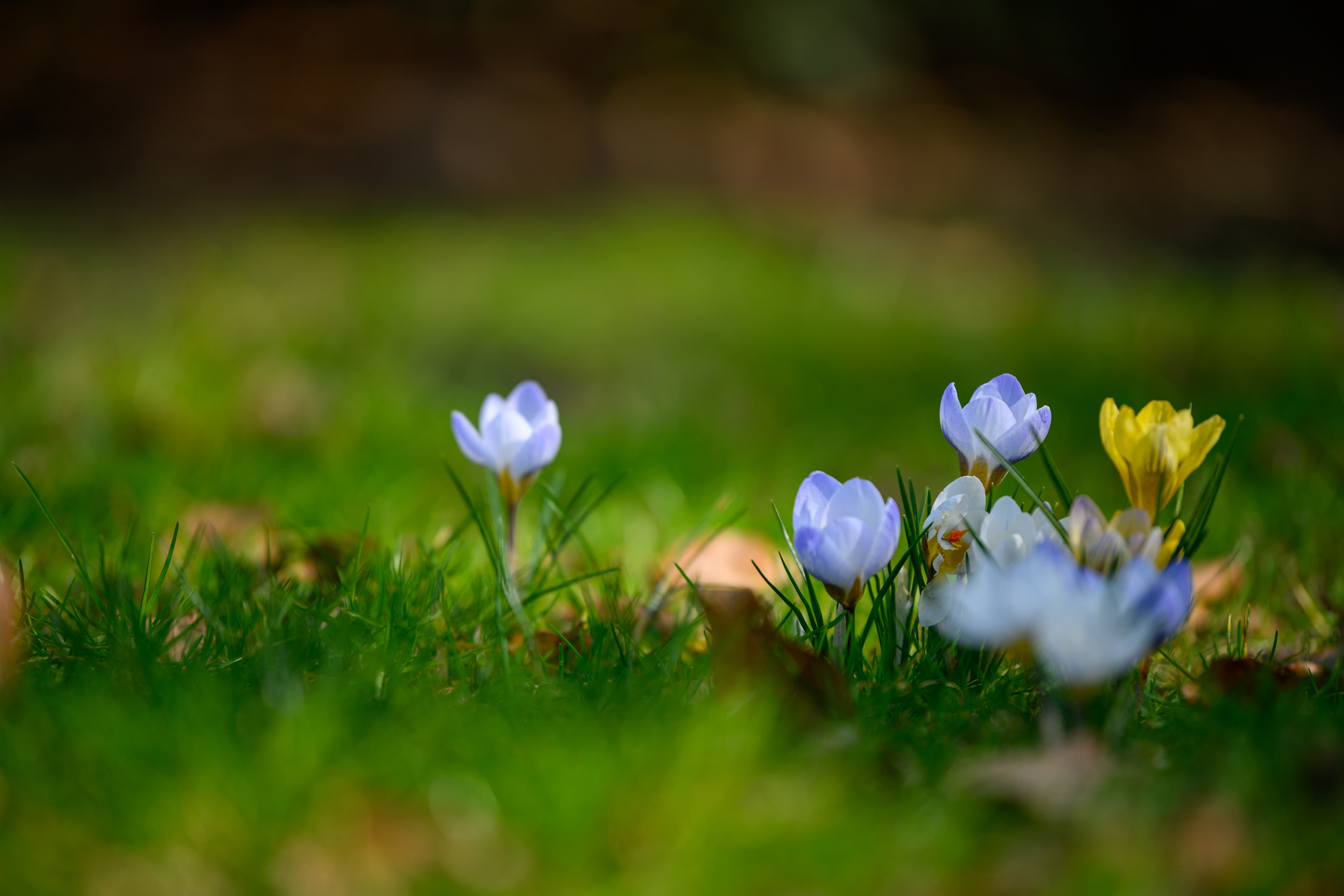 Frühling im Französischen Garten in Celle