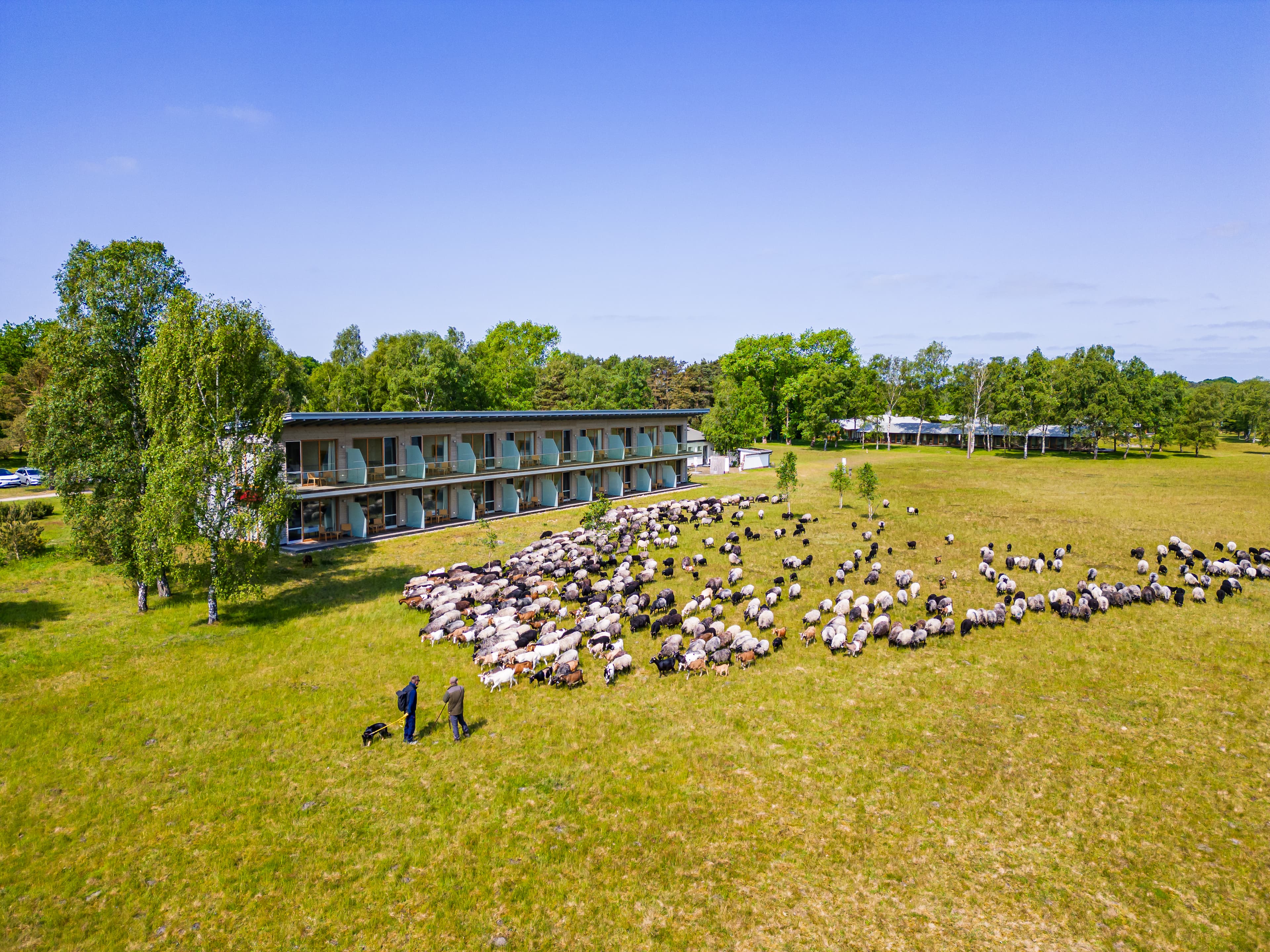 Luftaufnahme von der Außenansicht der Hotelzimmer mit Terrasse. Im Vordergrund laufen die Heidschnucken mit dem Schäfer.