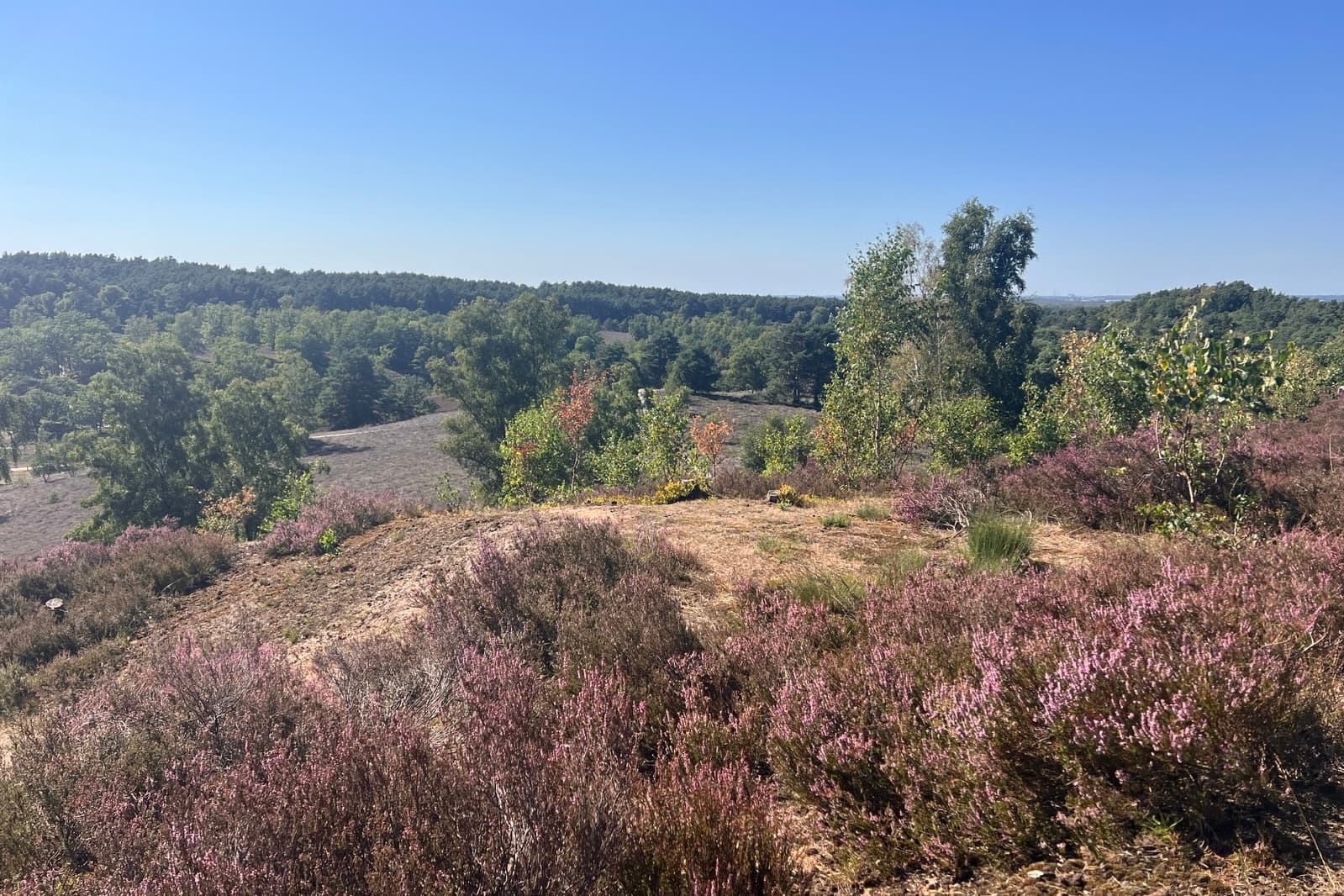 Stand der Heideblüte in der Fischbeker Heide