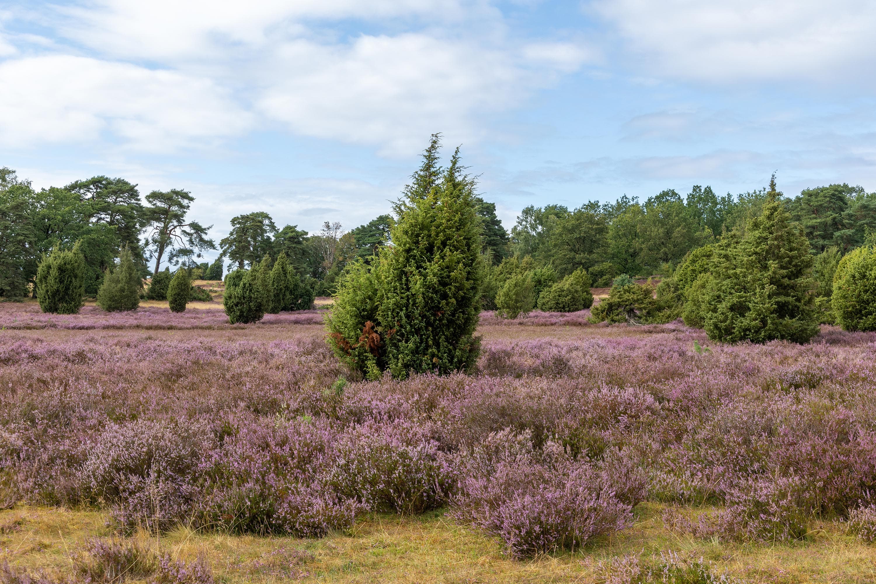 Stand der Heideblüte in der Niederhaverbecker Heide
