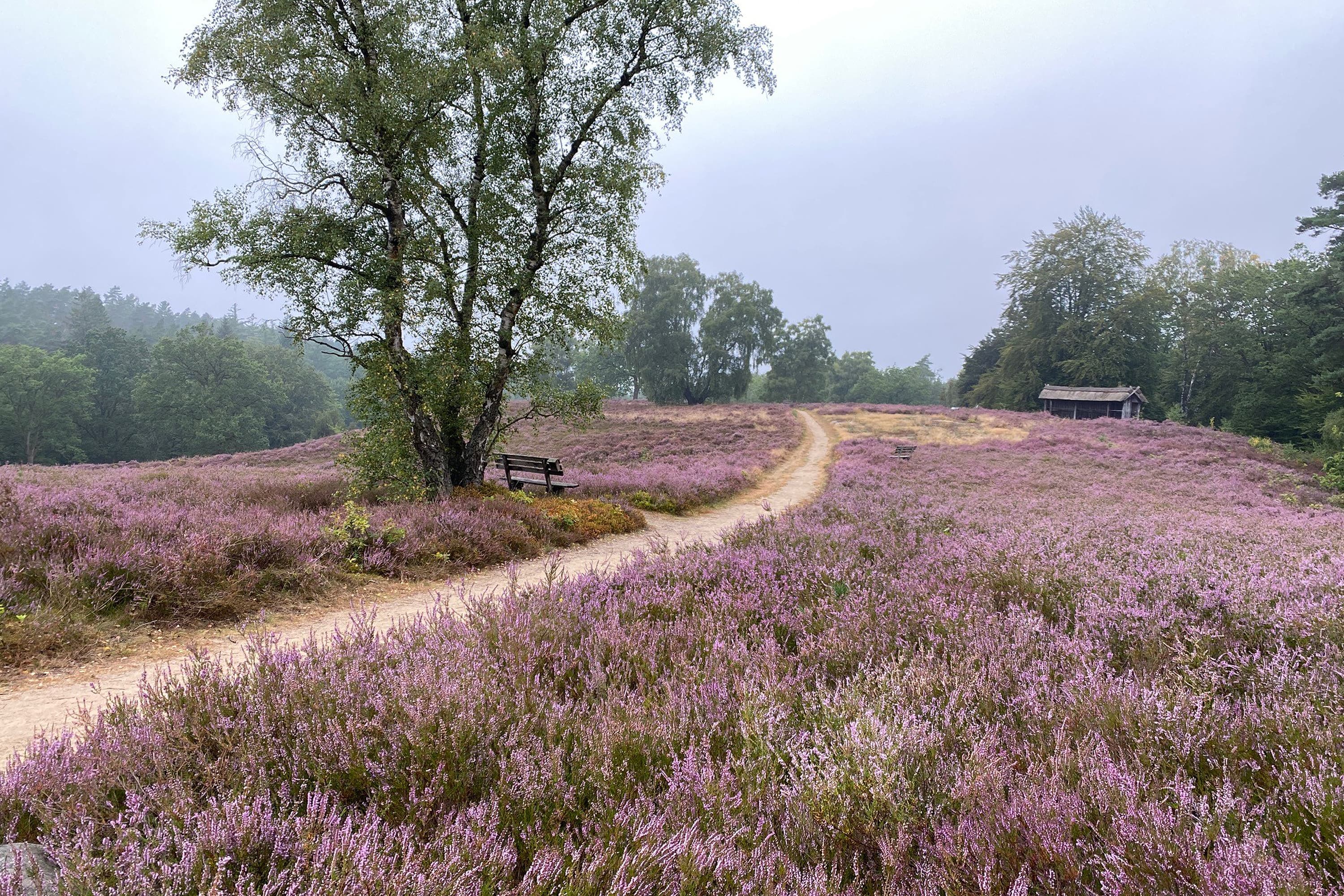 Stand der Heideblüte an der Birkenbank