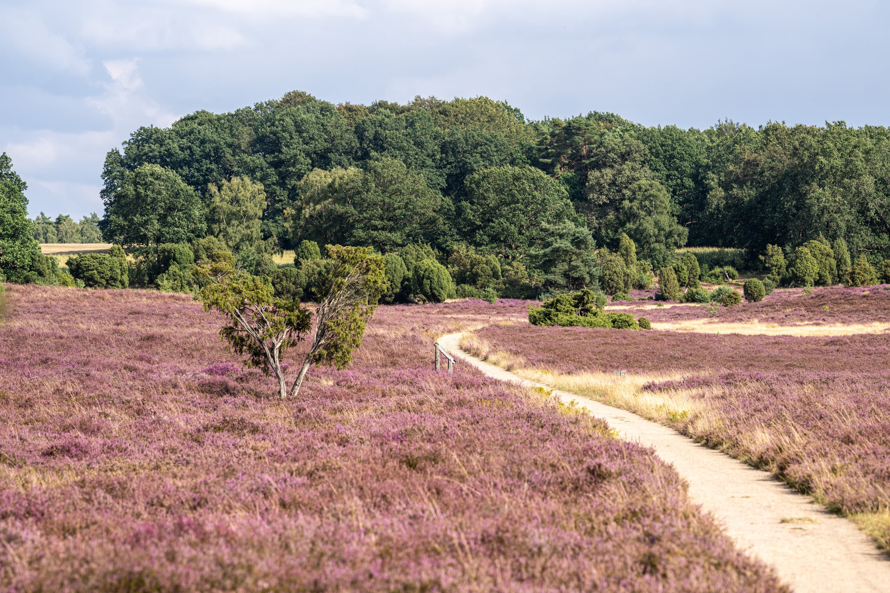 Stand der Heideblüte in der Niederhaverbecker Heide