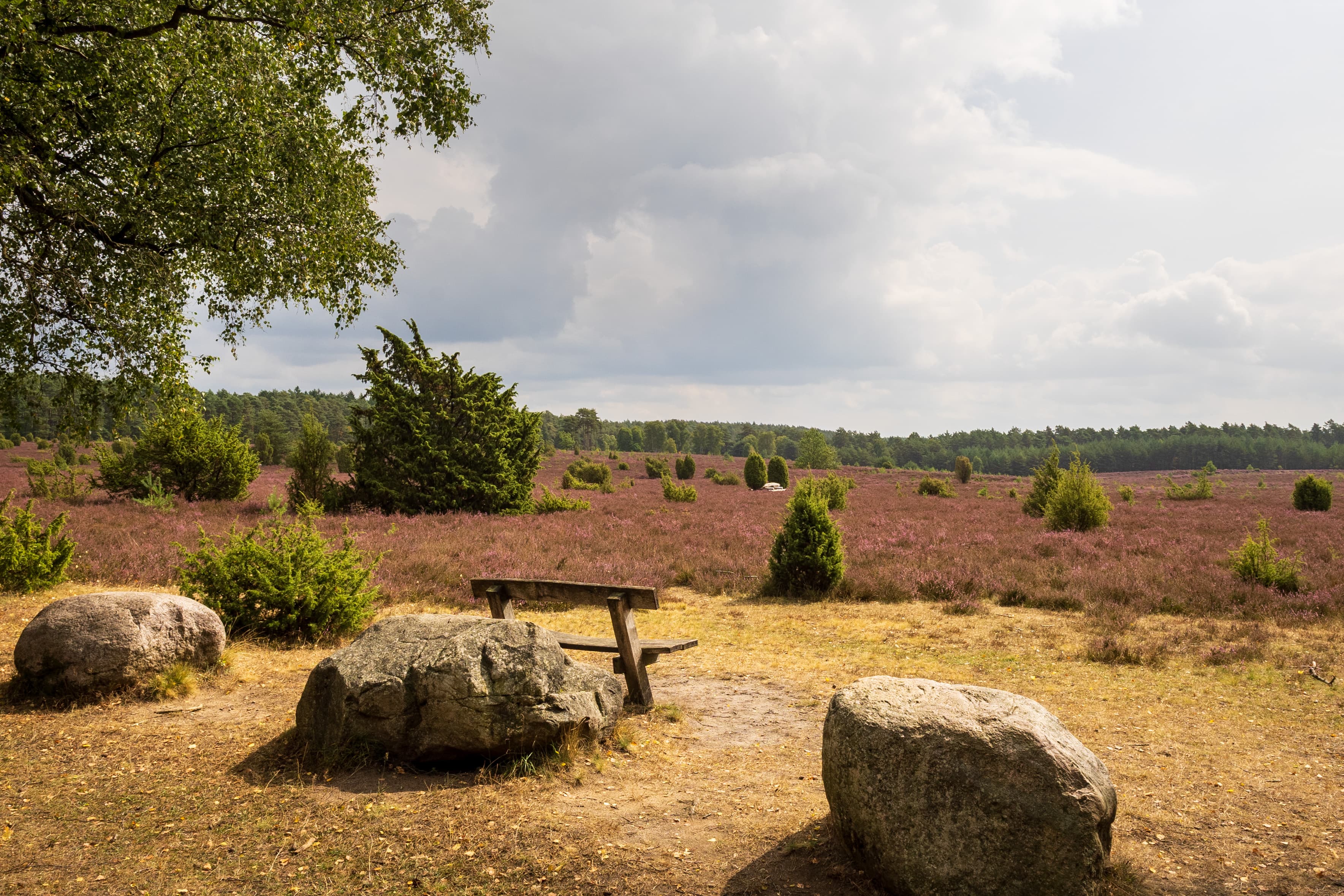 Stand der Heideblüte am Tiefental/Eicksberg