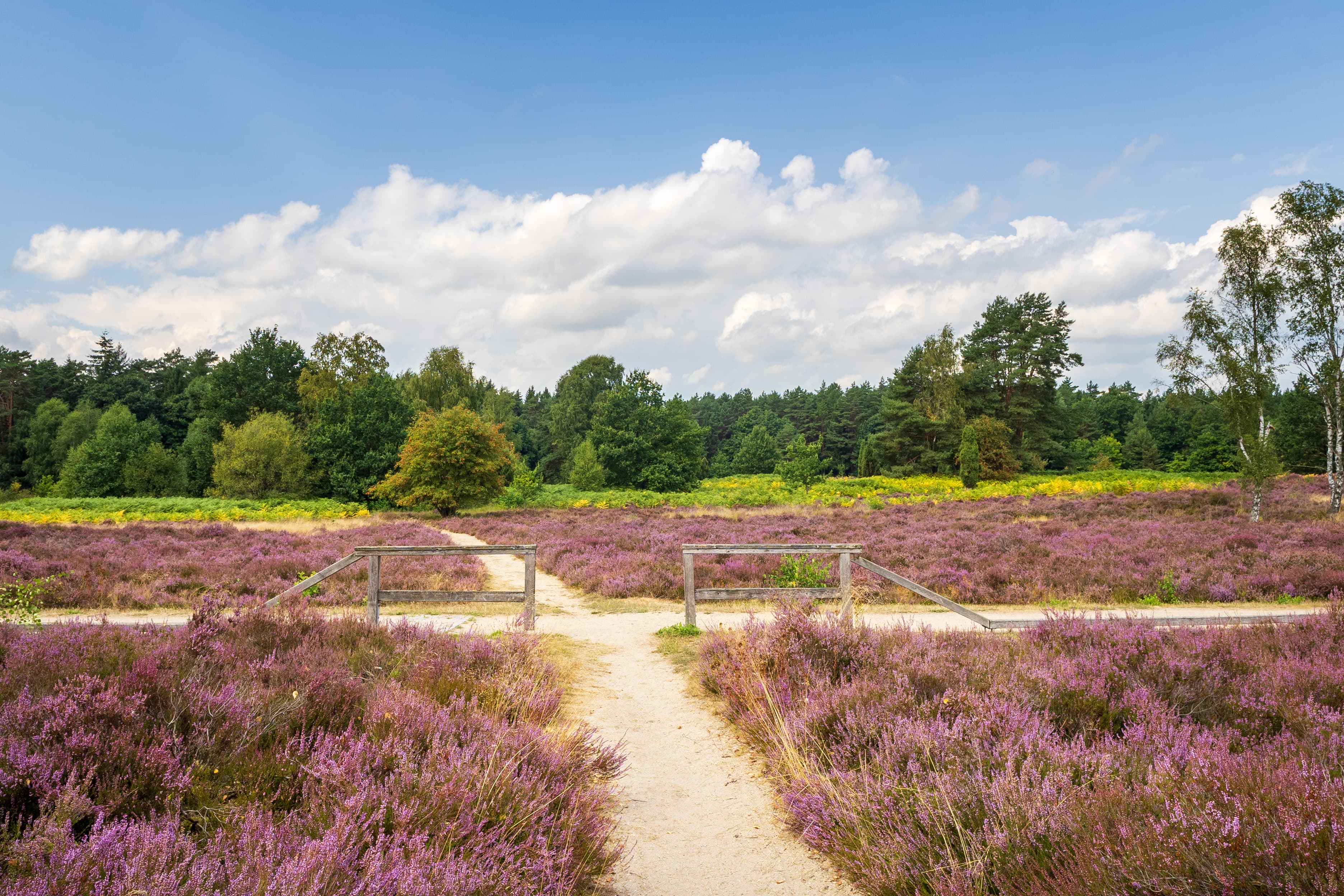 Stand der Heideblüte am Angelbecksteich