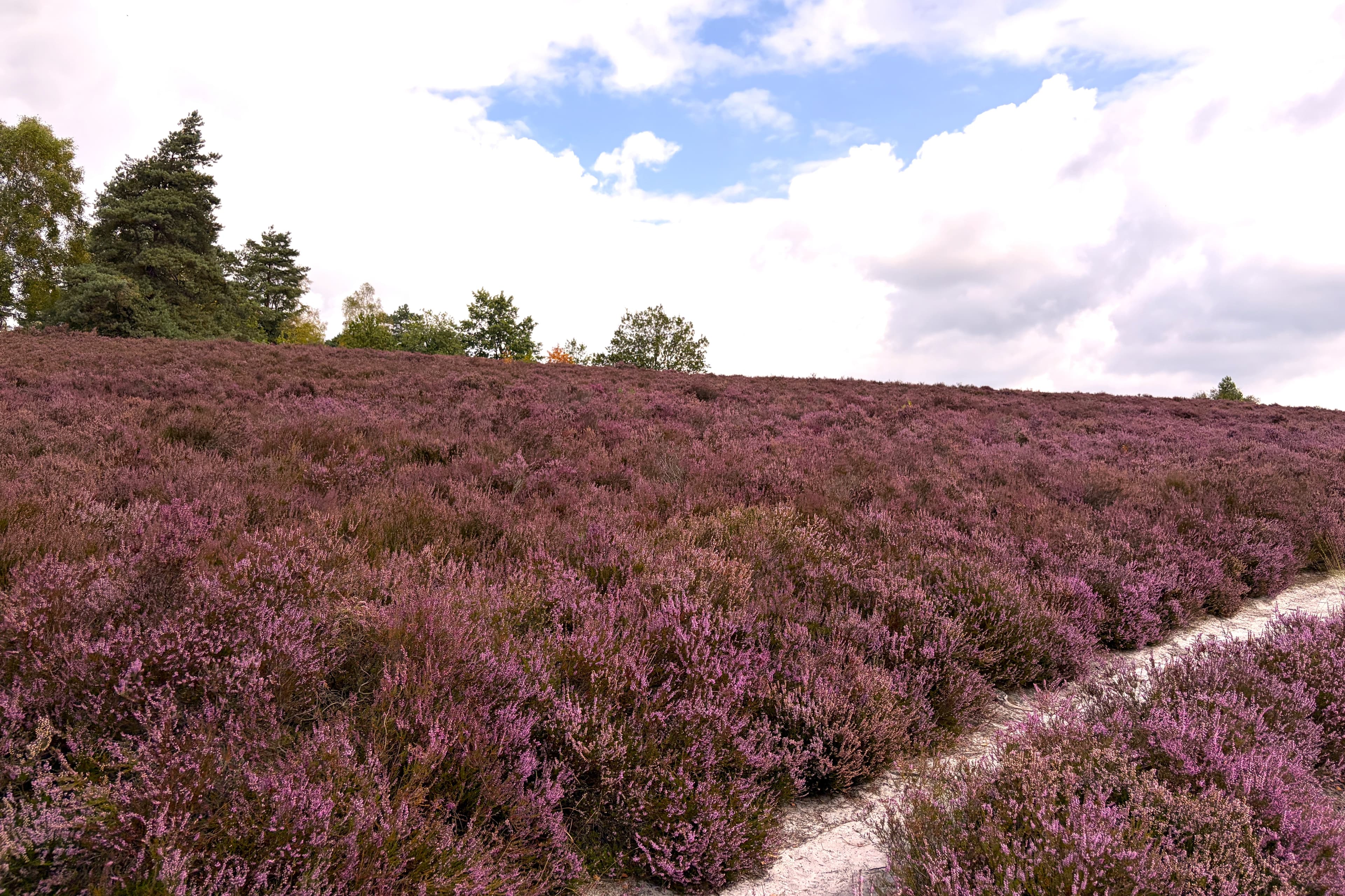 Stand der Heideblüte auf dem Brunsberg