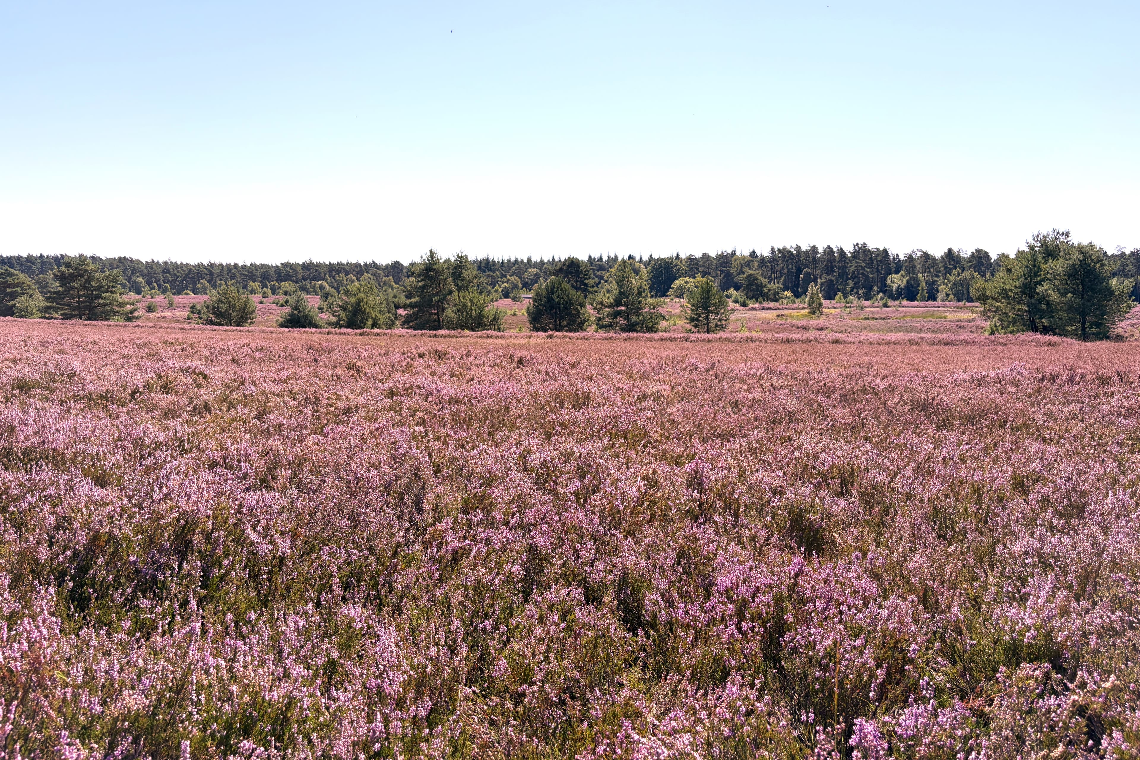 Stand der Heideblüte auf dem Töps