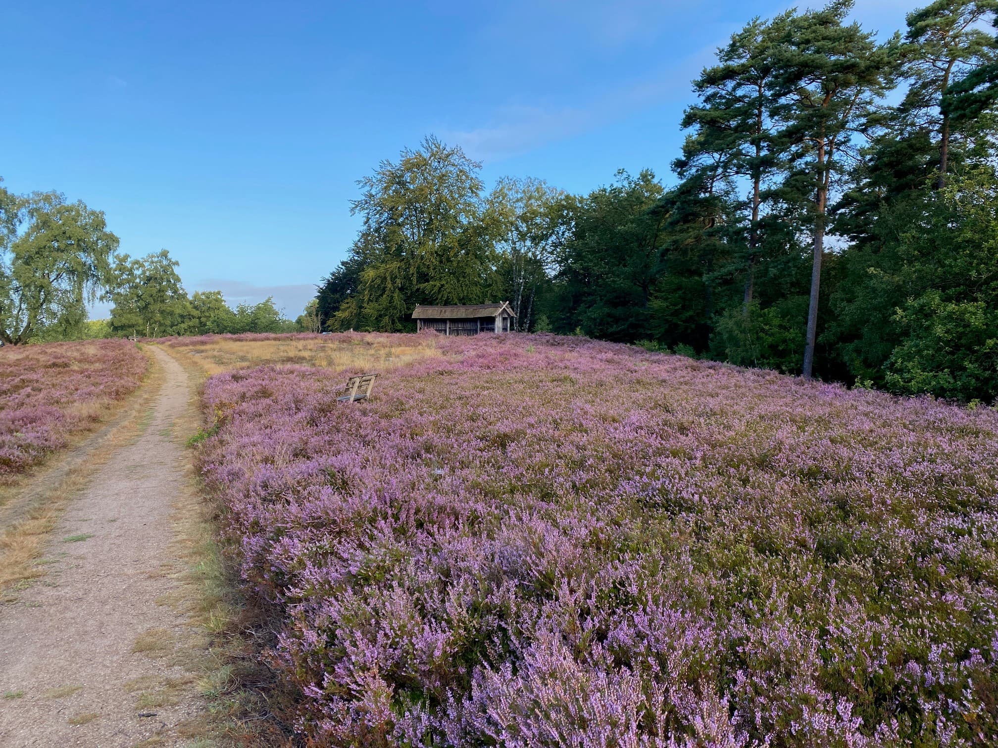 Stand der Heideblüte an der Birkenbank