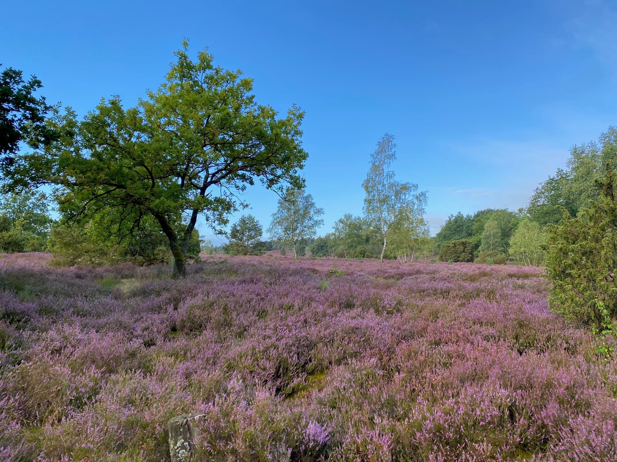 Stand der Heideblüte in der Sudermühler Heide