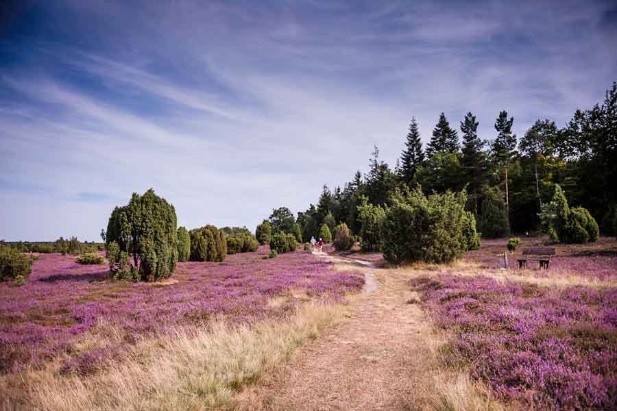 Ellerndorfer Wacholderheide im Landkreis Uelzen