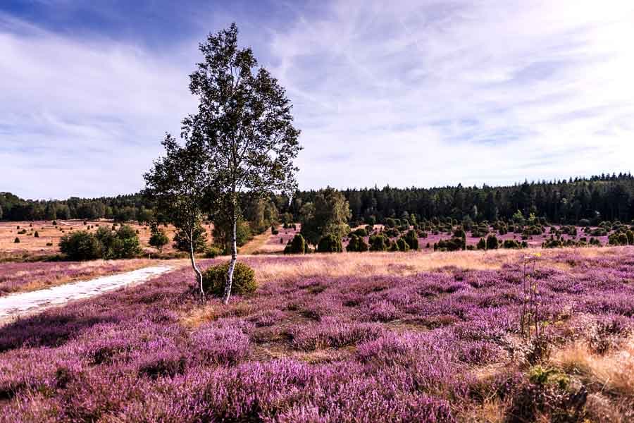 Ellerndorfer Wacholderheide im Landkreis Uelzen