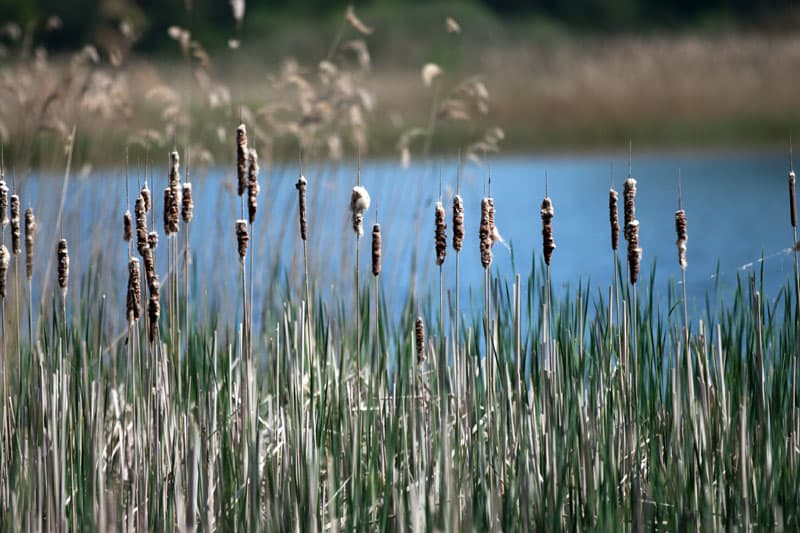 meissendorfer,teiche,hüttensee,teich,see,winsen,aller,celle,landkreis,naturschutz,lüneburger,heide,südheide,wandern