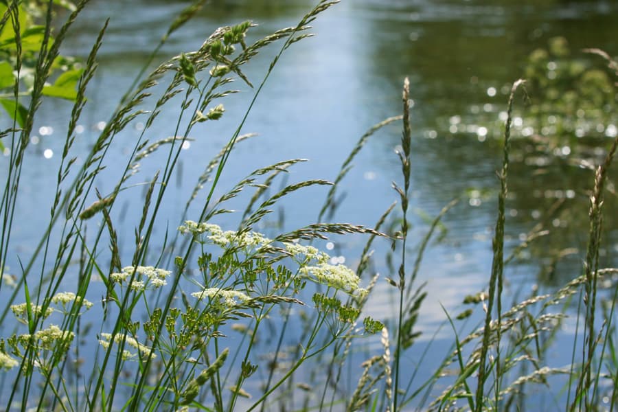 meissendorfer,teiche,hüttensee,winsen,aller,vogel,vogelbeobachtung,seen,seenplatte,ornithologen,nabu,gut,sunder,südheide,naturpark,naturschutzgebiet,lüneburger,heide,celle,landkreis,