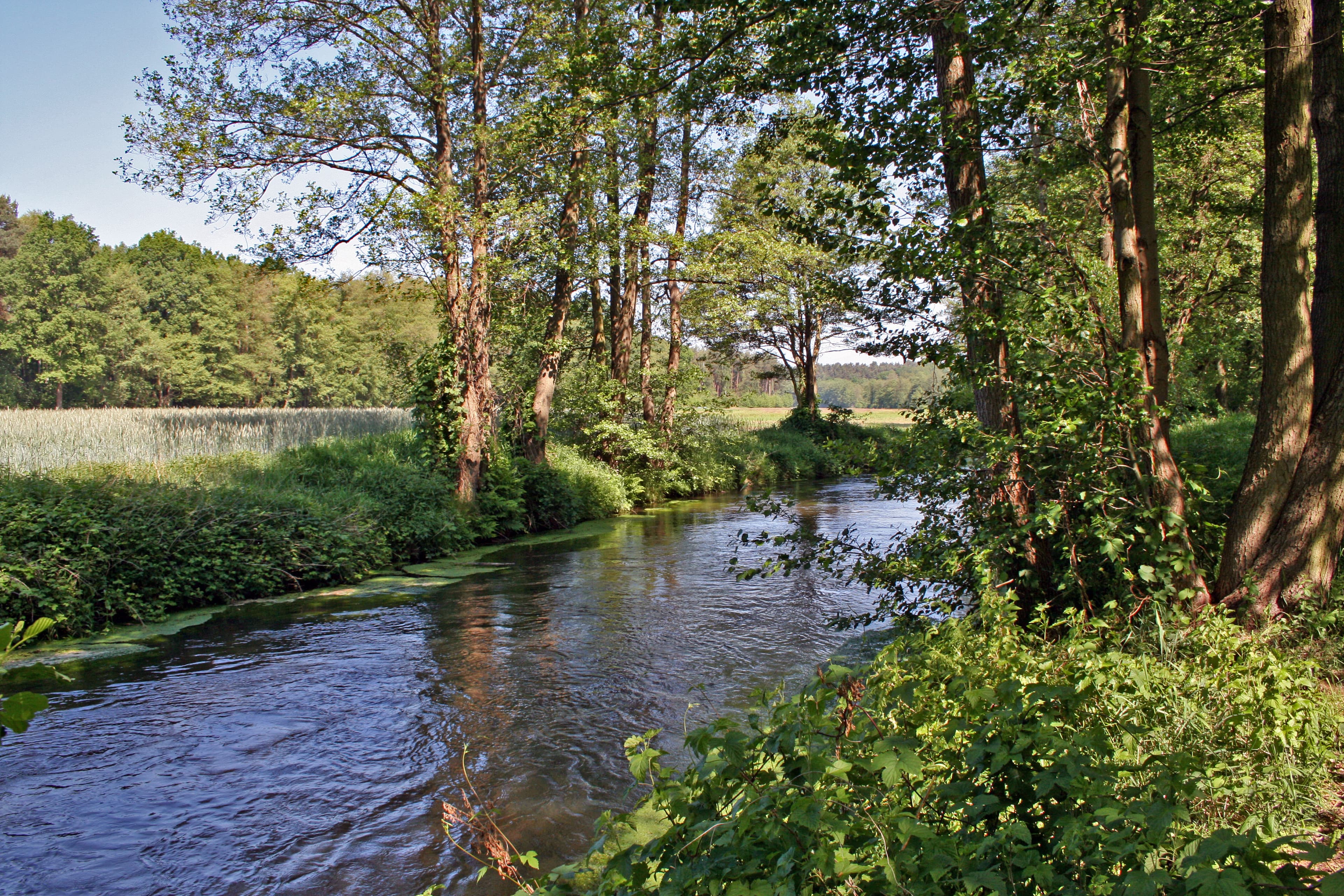 von Bäumen gesäumt fliesst der Fluss Ilmenau gemächlich durch die Lüneburger Heide