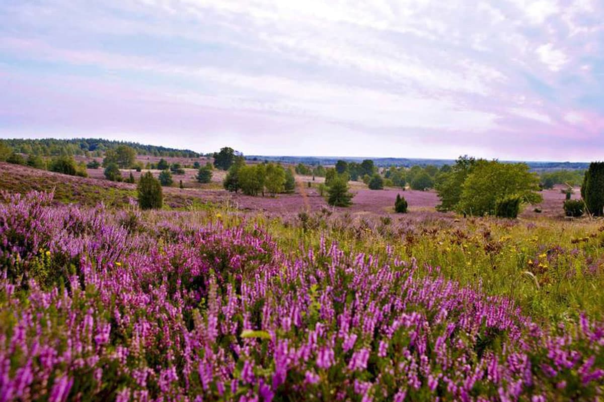 Das größte autofreie Naturschutzgebiet Deutschlands ist in der Lüneburger Heide