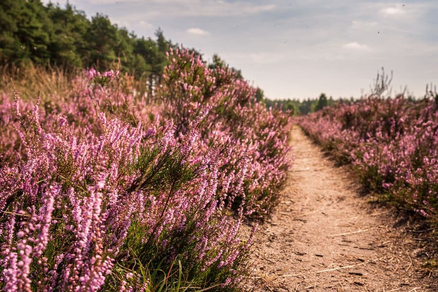 Heideschleife Misselhorn Blüte 2021 Misselhorner Heide HermannsburgMisselhorn Heath Loop Flowering 2021 Misselhorn Heath HermannsburgMisselhorn Heath Loop Blomstrende 2021 Misselhorn Heath HermannsburgMisselhornse Heide Loop Bloeiend 2021 Misselhornse Heide Hermannsburg