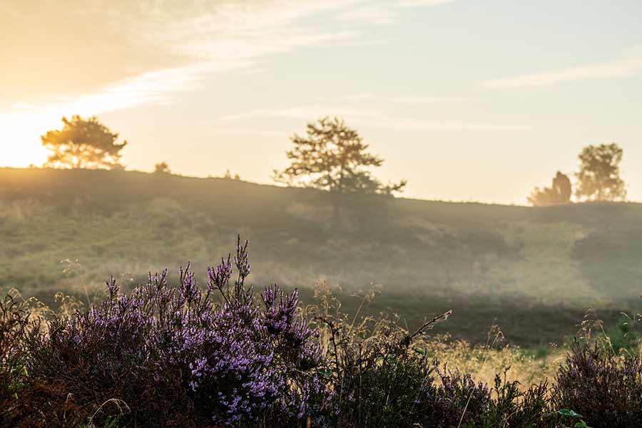 Das Radenbachtal bei Undeloh