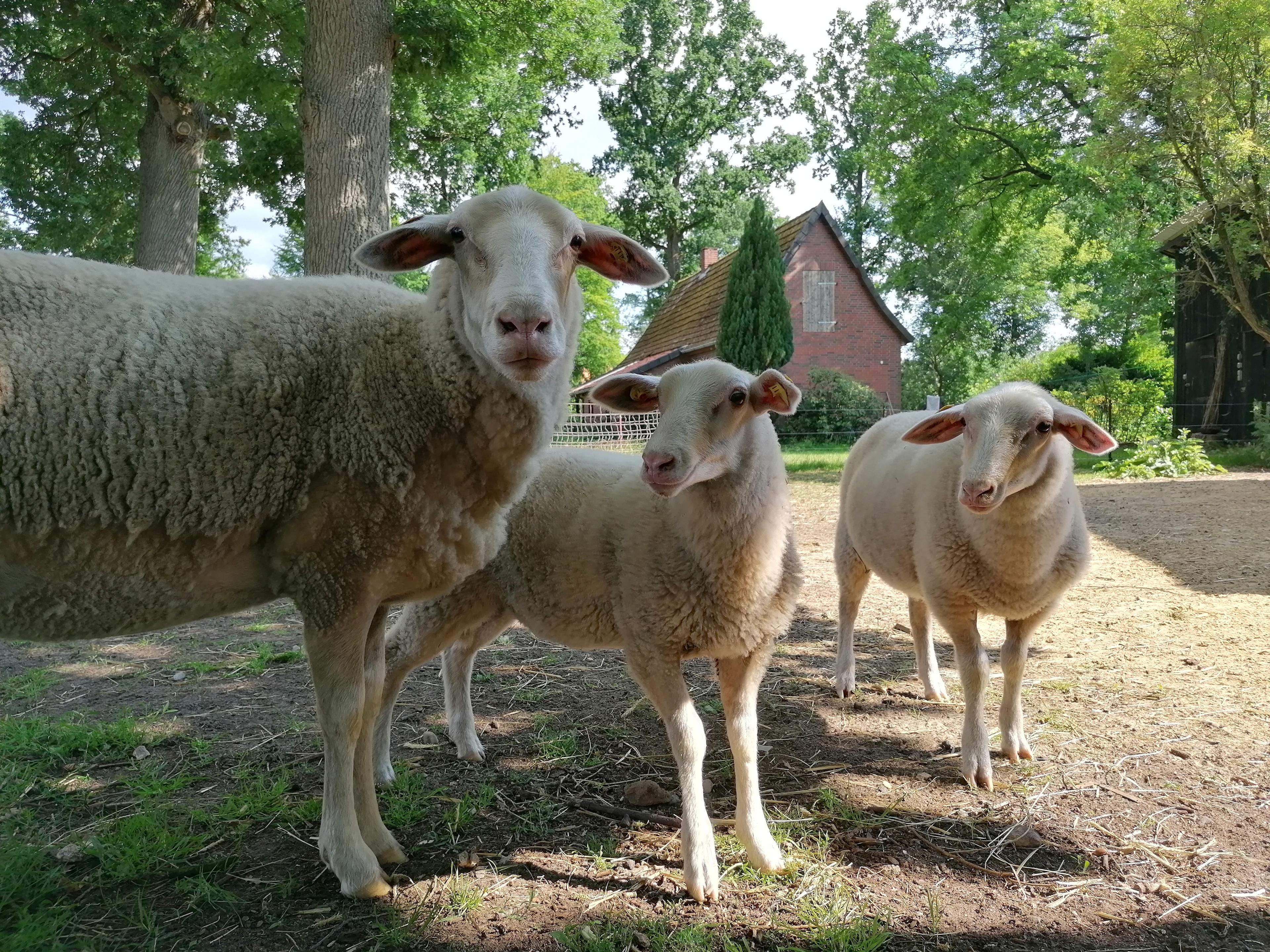 "Alter Speicher" Schafe auf dem Hof