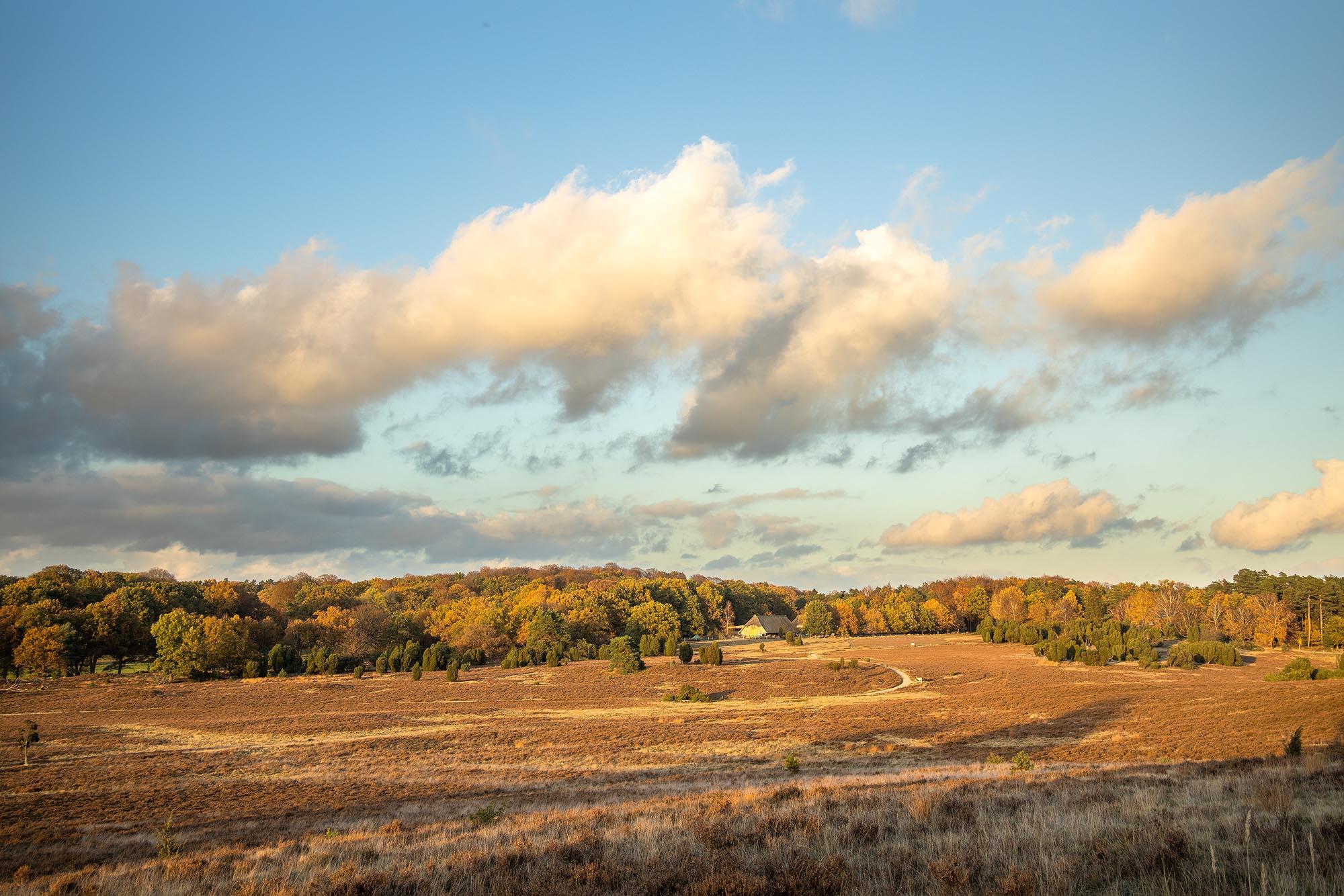 Herbst am Suhorn in der Lüneburger Heide