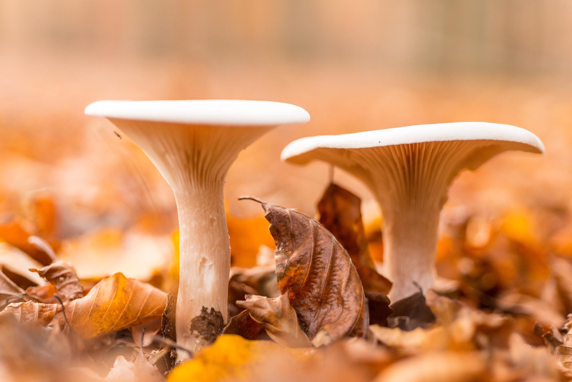 Pilze in den unendlichen Wäldern der Heide