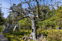 Der Glockenbaum im Garten der Iserhatsche