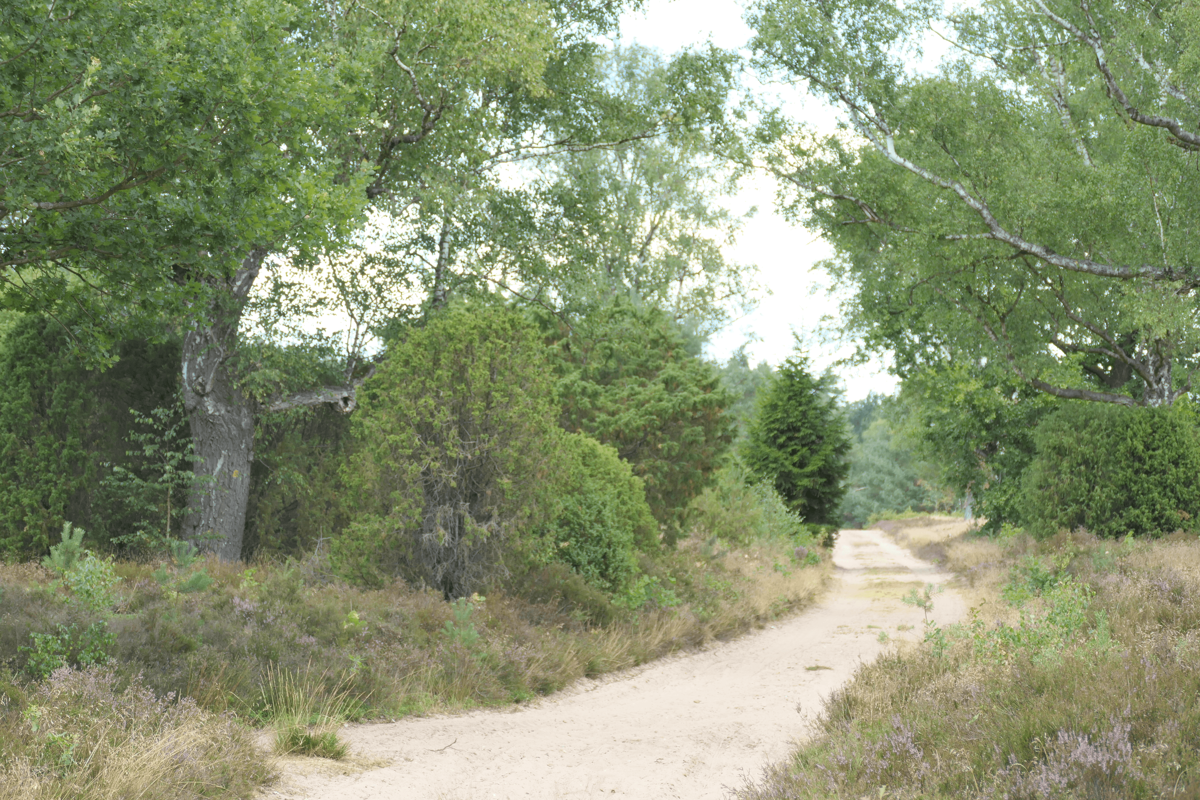 Rehrhofer Heide 2