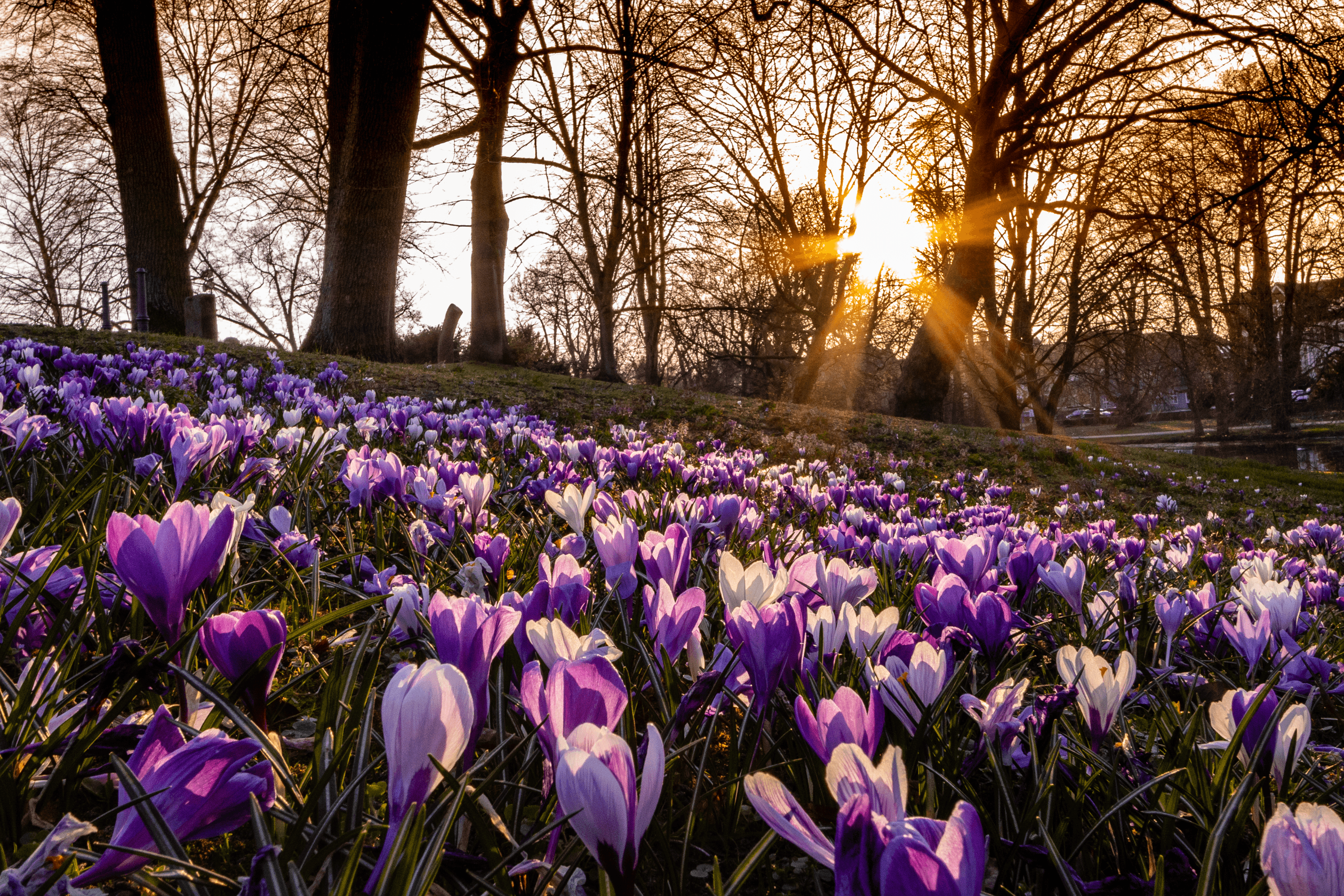 Krokusblüte im Schlosspark Celle