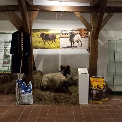 Anschauliche Objekte und spannende Informationen zur Arbeit mit Tieren im Naturschutzgebiet Lüneburger Heide