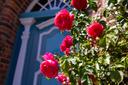 Rosensträucher an den Haustüren der Altstadt