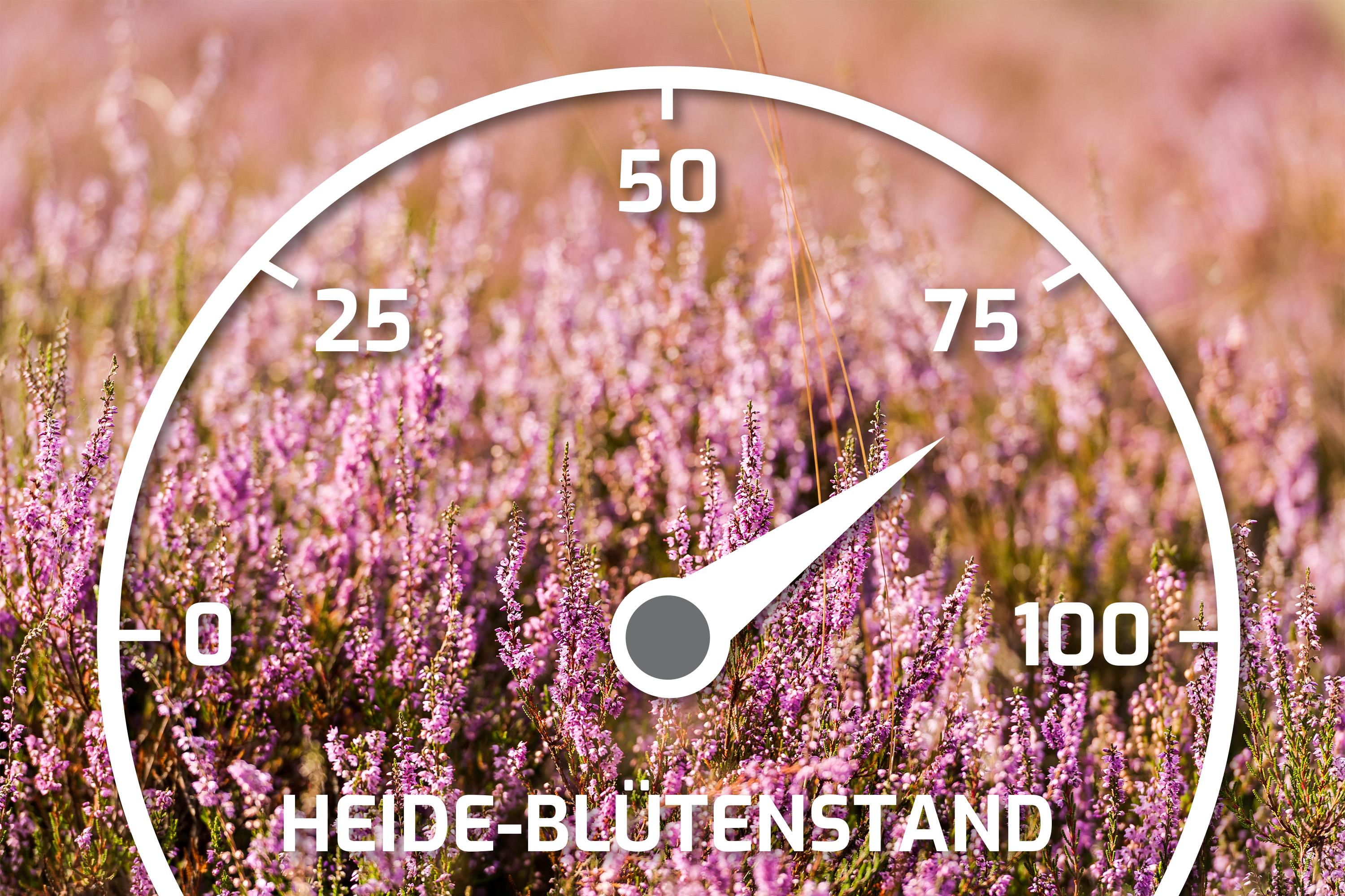 Heideblütenbarometer 80 Prozent