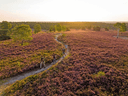 Die besten Wanderwege zur Heideblüte