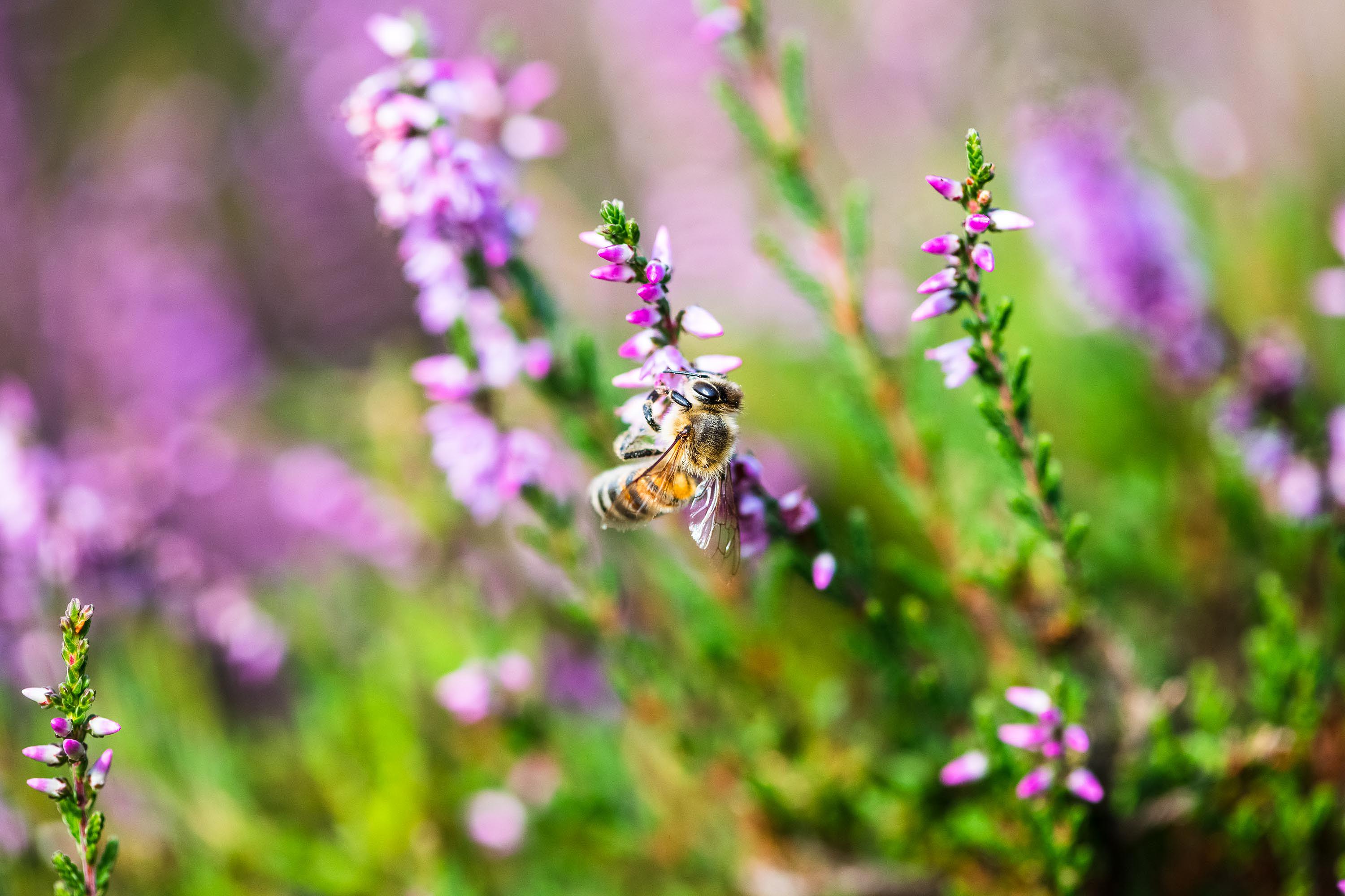 InstaMeet 60 Jahre Naturpark Suedheide