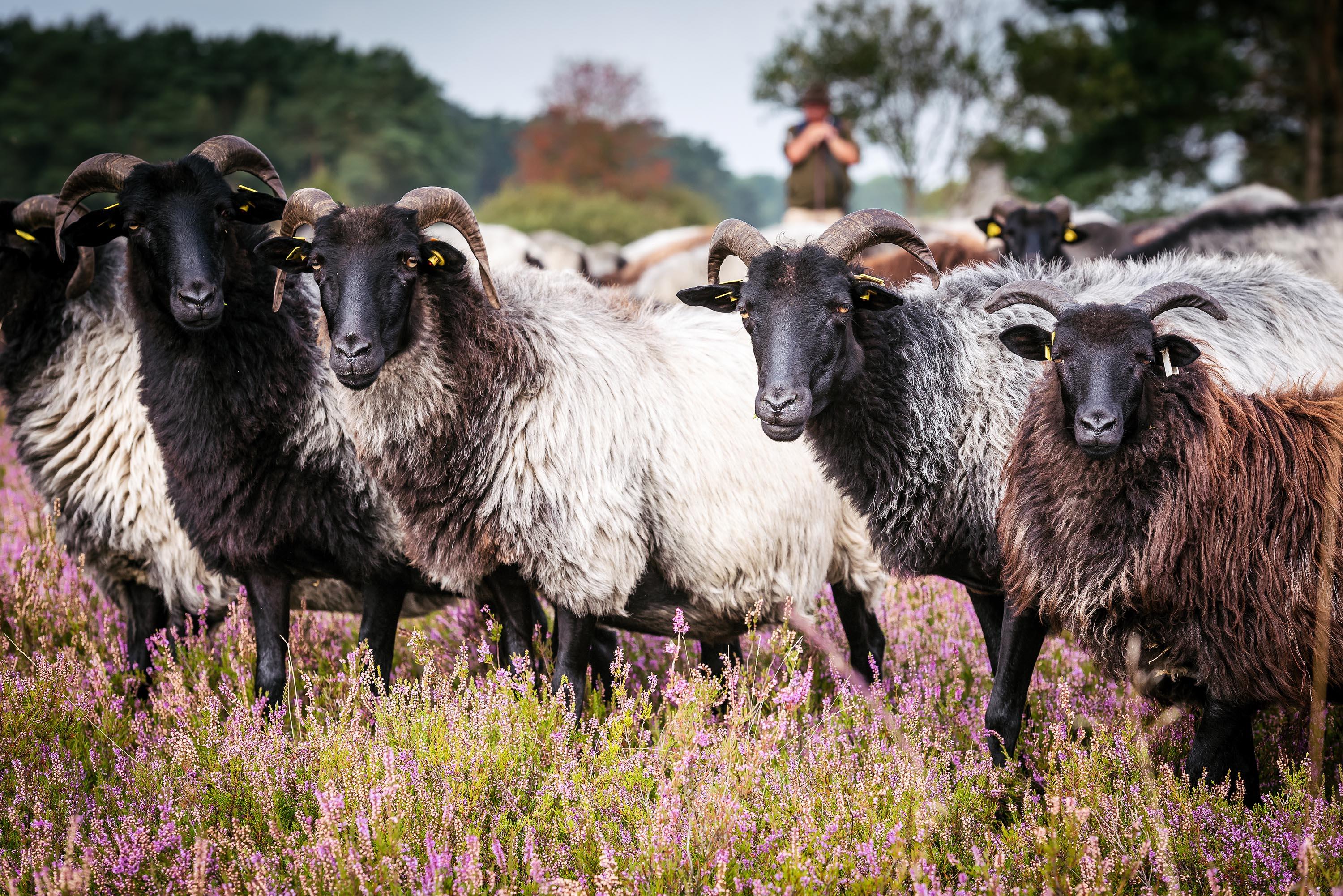 InstaMeet 60 Jahre Naturpark Suedheide