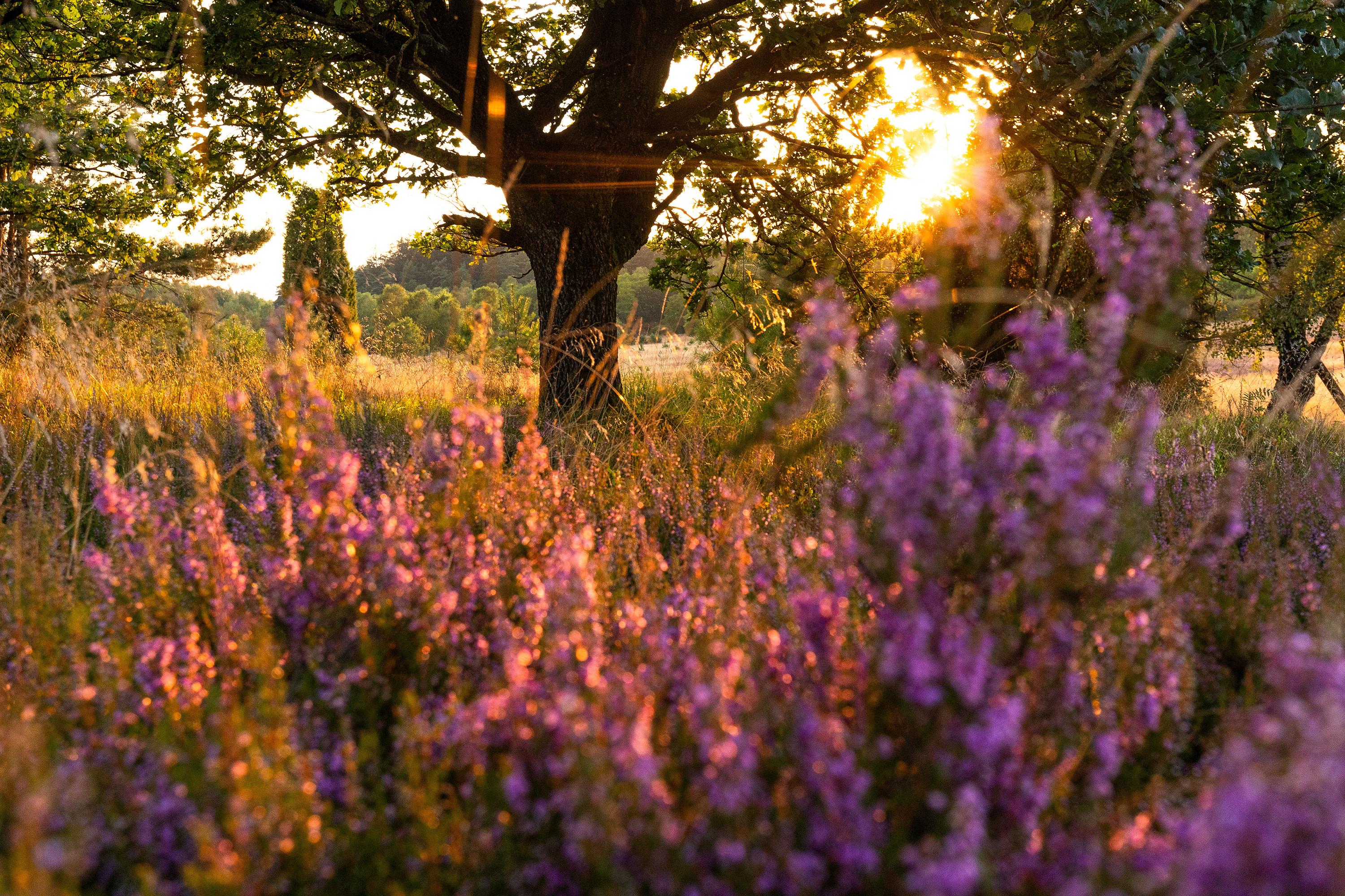 Foto Spots der Lüneburger Heide