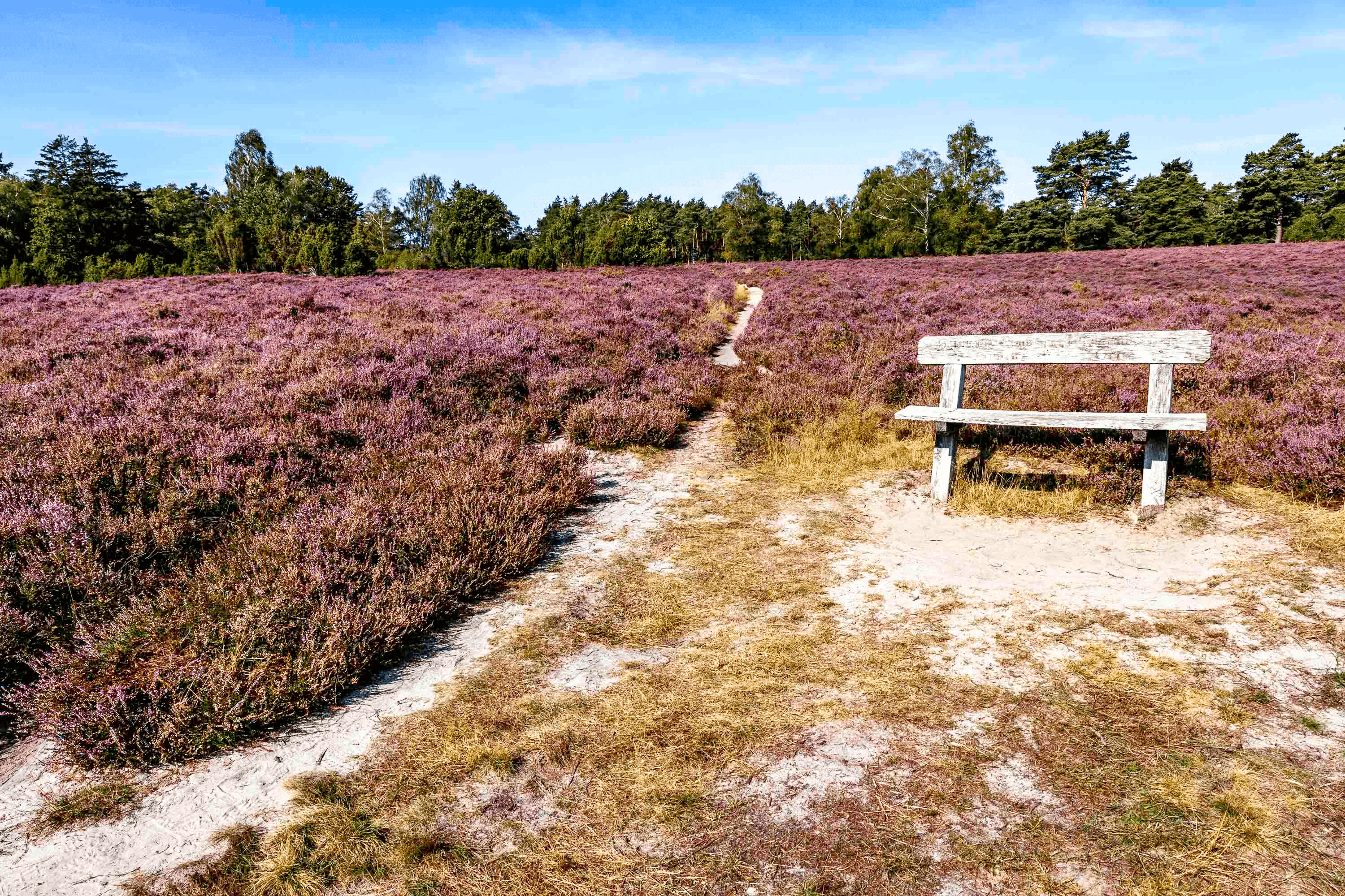 Wietzer Berg zur Heideblüte