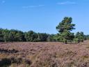  29.08.2024: Bad Bodenteicher Heide 