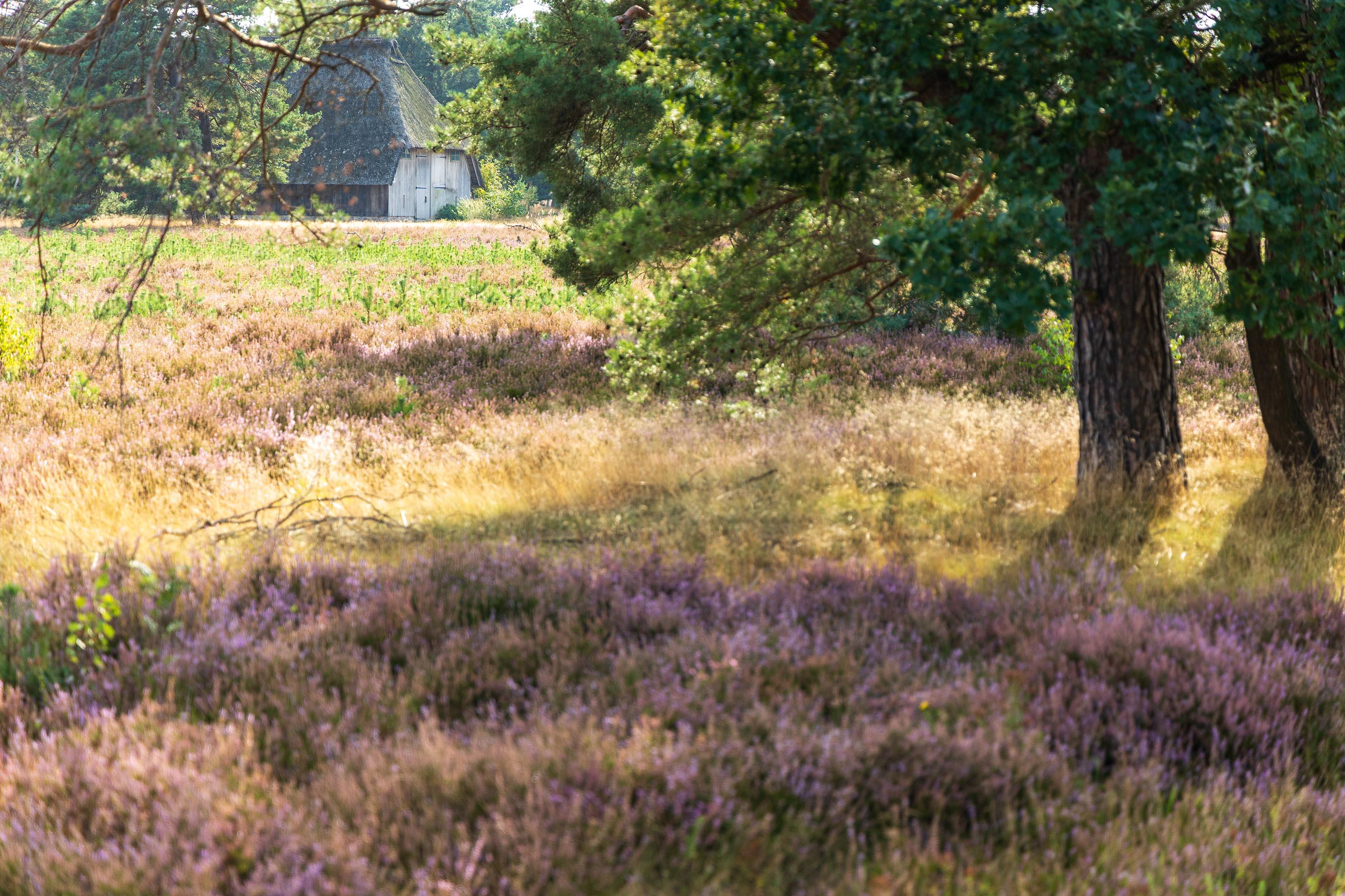 02.09.2024: Osterheide