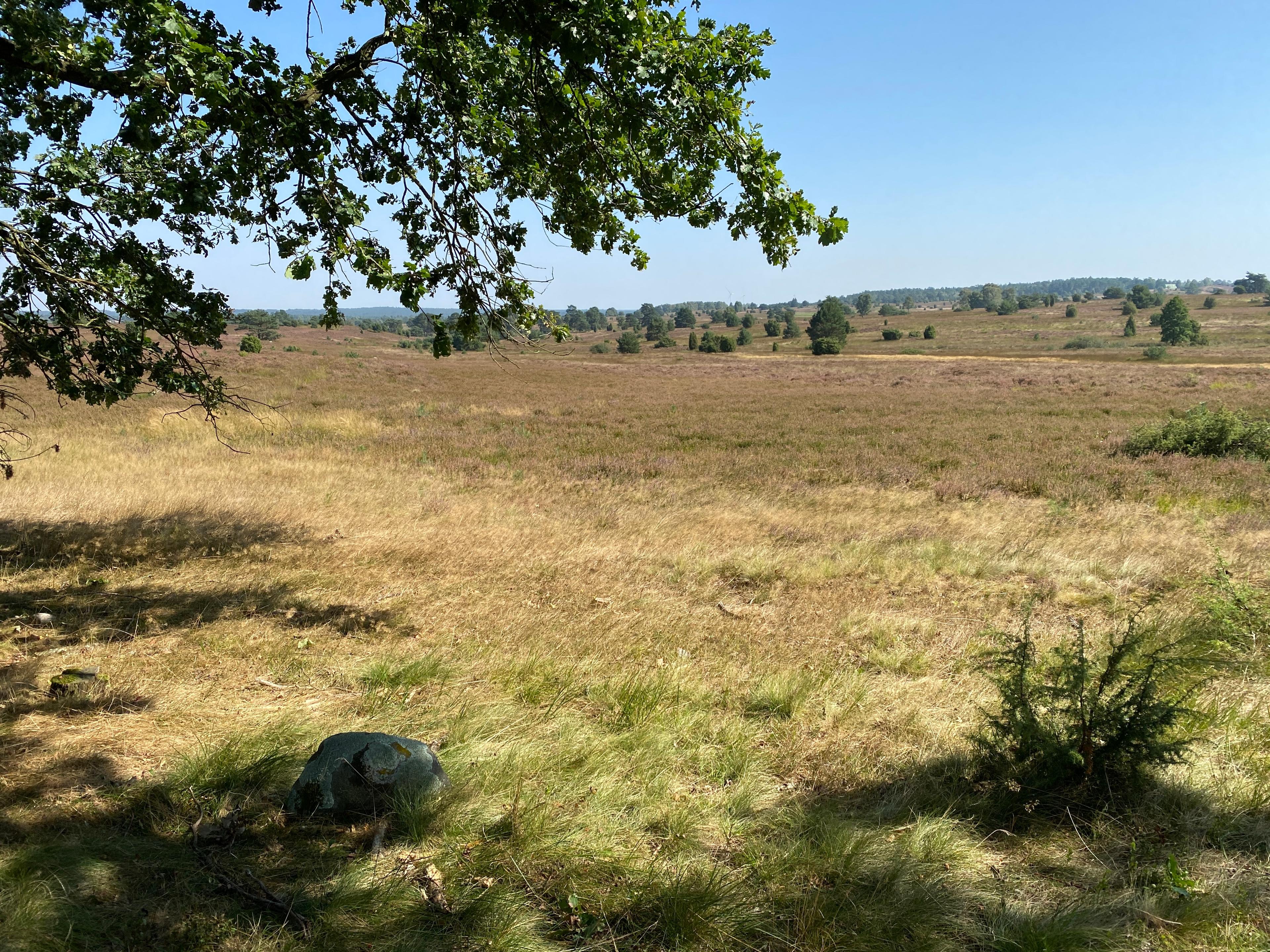 05.09.2024 Undeloher Heide