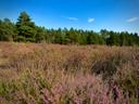 07.09.2024: Bodenteicher Heide