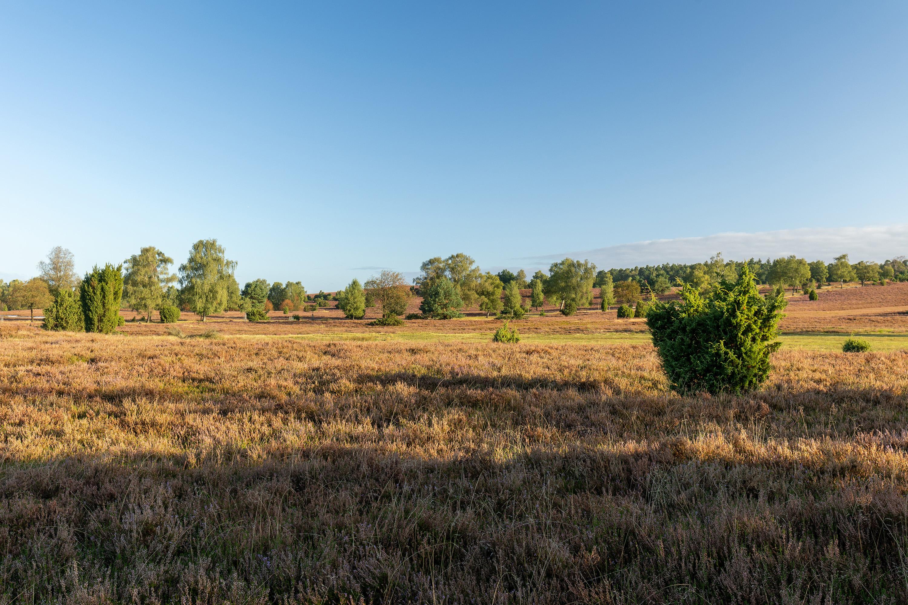 10.09.2024: Oberhaverbecker Heide