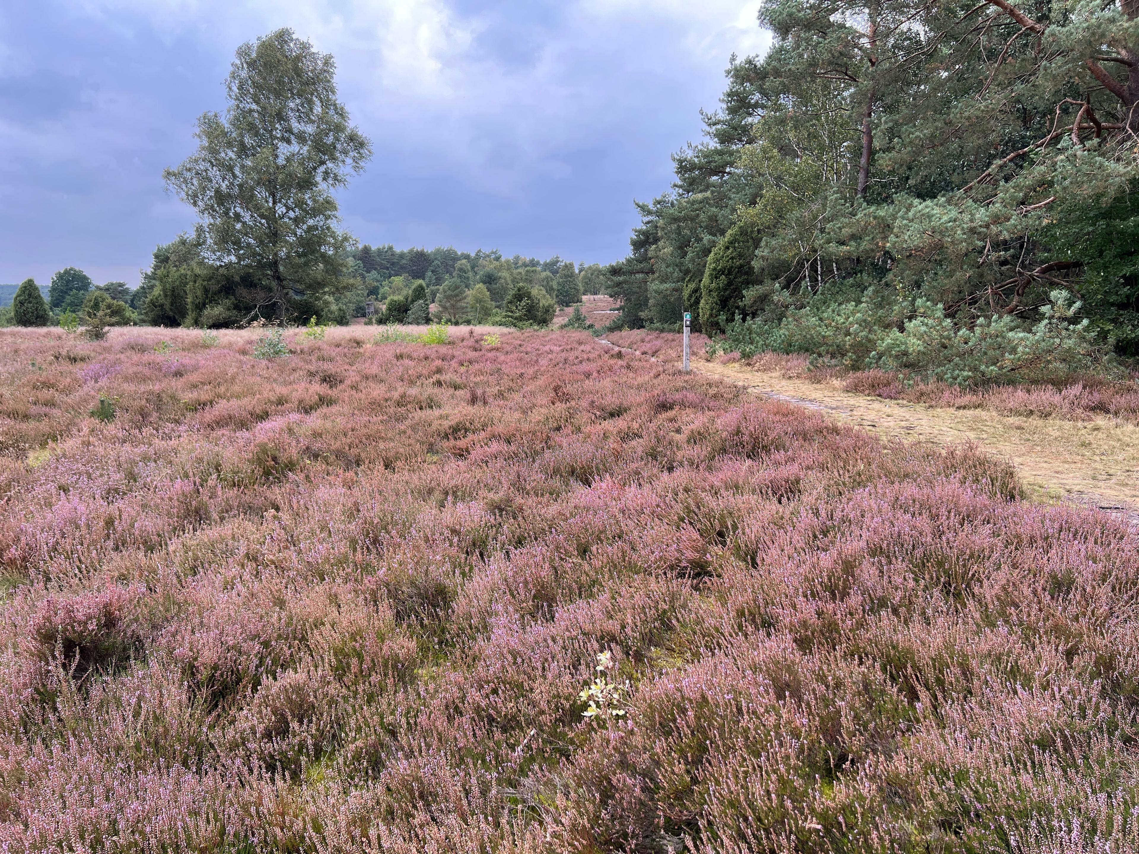 10.09.2024 Heide am Schillohsberg